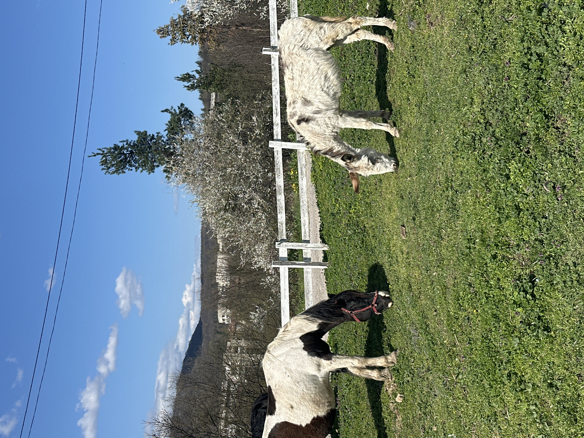 The image depicts a rural scene, likely taken in daylight. The location is inferred to be near Chernovrah, Bulgaria, based on the presence of vegetation and terrain consistent with that region.
Two animals are in the foreground. One is a piebald horse, mostly white with dark patches, wearing a red halter. The other is a light-colored donkey. Both animals are grazing on green grass.
Behind the animals is a white wooden fence. The background includes trees, some of which are blossoming, as well as a distant hillside.
The sky is blue with scattered white clouds. Power lines are visible against the sky in the upper left corner of the image.