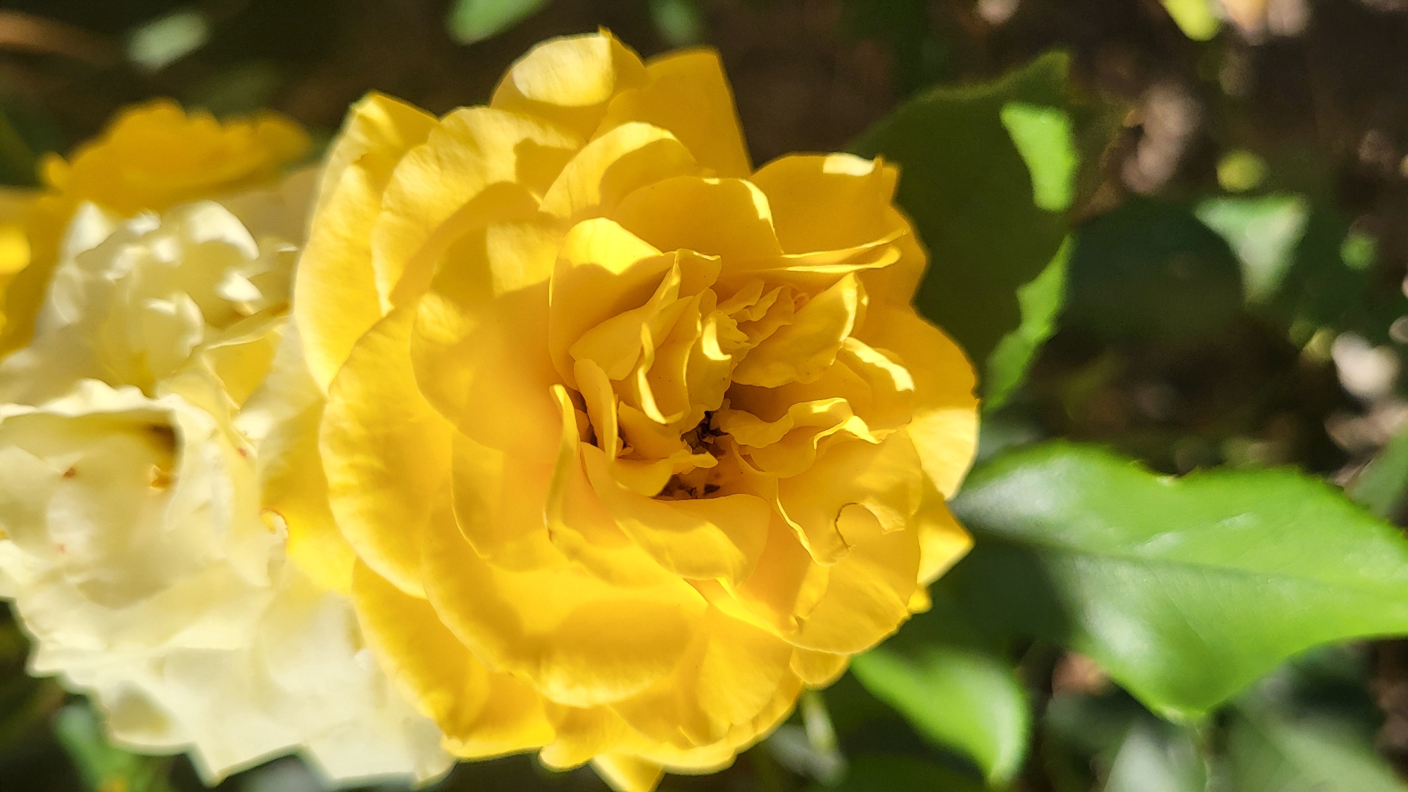 A close-up, vertical, outdoor shot captures a vibrant yellow rose in bloom. The rose is in sharp focus, showcasing its intricate layers of petals and a hint of its darker center. Behind the prominent yellow rose, partially out of focus, is another rose, lighter in color, appearing to be pale yellow or cream. Lush green leaves are visible in the foreground and background, with some leaves in sharp focus and others blurred. The lighting suggests it is a sunny day, casting subtle shadows on the petals. The setting is a garden, possibly in the city of Smila, Ukraine, given the context provided. There are no people or discernable actions taking place; the image focuses solely on the natural beauty of the roses and their surrounding foliage.