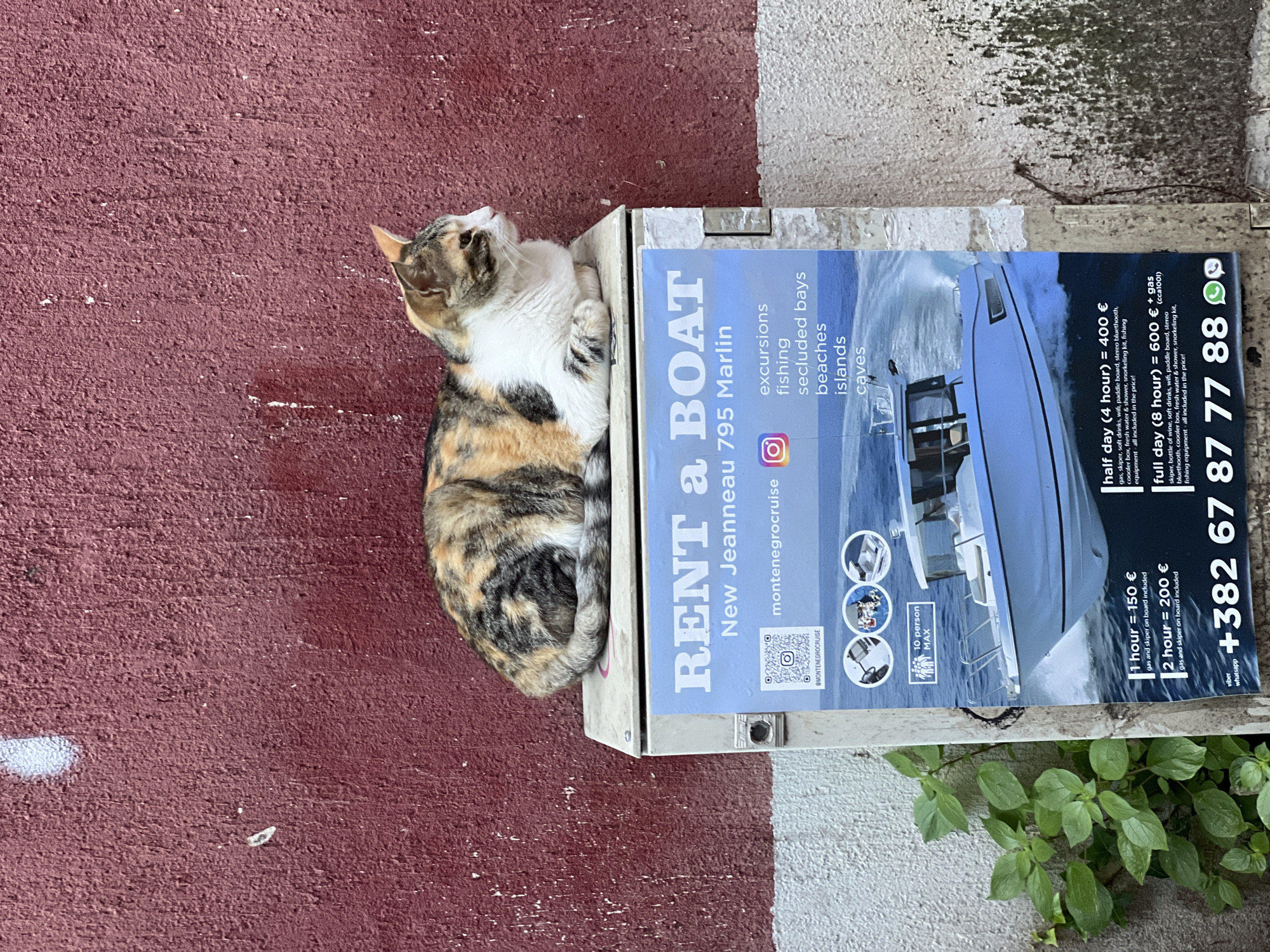 A calico cat is lying inside an outdoor leaflet box in Budva, Montenegro. The box is white and is fixed to a red wall on the left and a white wall on the right. A "Rent a Boat" advertisement is inside the box, beside the cat. The advertisement has pictures of a boat and details the cost of rental. Some greenery is seen at the bottom right of the frame.