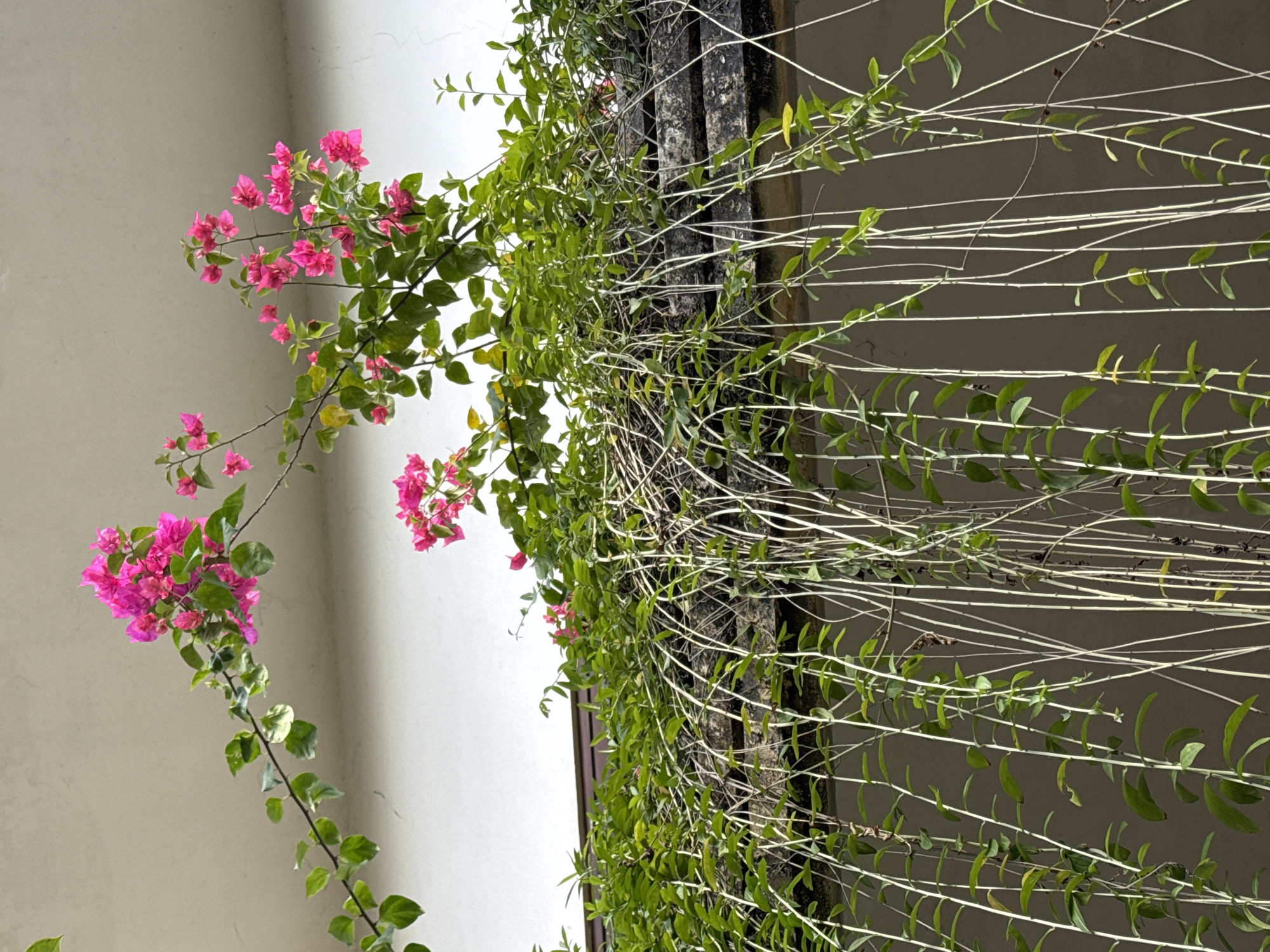 This is a medium-angle, eye-level shot of bougainvillea and cascading vines growing over the edge of a building, likely in Denpasar, Indonesia. The bougainvillea blooms are a vibrant fuchsia, clustered on branches that extend towards the viewer against a light-colored, textured wall. Below the bougainvillea, a dense mass of green vines with small leaves hangs down, their thin, pale stems creating a curtain-like effect. The vines appear to be growing from the top of the structure, possibly a balcony or rooftop. The overall impression is one of lush, natural growth encroaching on man-made architecture.