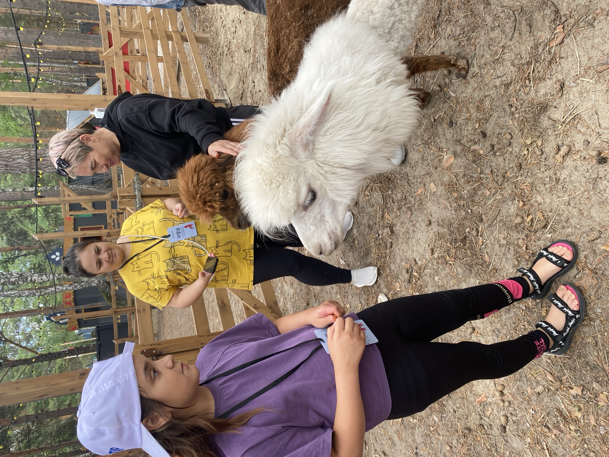 In the city of Tyumen, Russia, three individuals and two alpacas are observed in an outdoor, semi-wooded enclosure. The ground consists of dry earth covered with fallen pine needles, leaves, and scattered pine cones. Wooden fences constructed from horizontal planks enclose the area, supported by vertical posts from which yellow string lights are suspended overhead. In the background, tall pine and birch trees are visible, along with several rustic wooden structures, one featuring a dark roof and a light-colored decorative element. A white dispenser, likely for hand sanitizer, is mounted on a wooden post in the mid-ground.
On the left, a young female, appearing to be a pre-teen, stands facing right. She wears a white baseball cap with an indistinct blue logo, a purple short-sleeved t-shirt, black leggings with pink and black patterns near the ankles, and black sandals with pink soles and white text on the straps. A blue lanyard with an ID card hangs around her neck, and she holds a small orange object in her right hand.
Positioned behind the young female is an adult female wearing a yellow t-shirt adorned with black cat patterns, black leggings, and white slip-on shoes. She has a white beaded necklace and a blue lanyard displaying an ID card with the text "ugy" and a red graphic. She holds a black smartphone in her left hand.
On the right, a second adult female with short, light-colored hair and sunglasses perched on her head wears a black hooded sweatshirt. She is actively petting a brown alpaca with her right hand.
Two alpacas are prominent in the foreground. A white alpaca with thick, shaggy fleece and visible pink skin on its ear stands centrally, facing slightly left and directing its gaze towards the young female. Partially obscured behind the white alpaca is a brown alpaca with fluffy fleece, which is being touched by the adult female in the black hoodie.