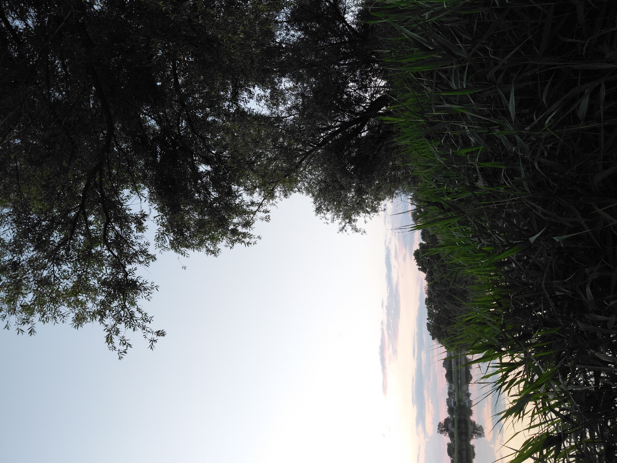 The image depicts a tranquil natural scene, likely at dusk or dawn, on the outskirts of Ustyvytsia, Ukraine. In the foreground, tall, green reeds dominate the frame, their blades sharply defined against the softer backdrop. Behind the reeds, a body of water, possibly a river or lake, reflects the pale sky and the distant treeline. Across the water, a scattering of houses and trees mark the edge of the settlement. The sky is a pale, almost white canvas with subtle hints of pink and pale blue in the clouds, suggesting the gentle transition of daylight. Above the treeline and to the right, the dark silhouette of a large, leafy tree branches out, its leaves creating a dense canopy that partially obscures the sky. The overall atmosphere is one of peacefulness and natural beauty.