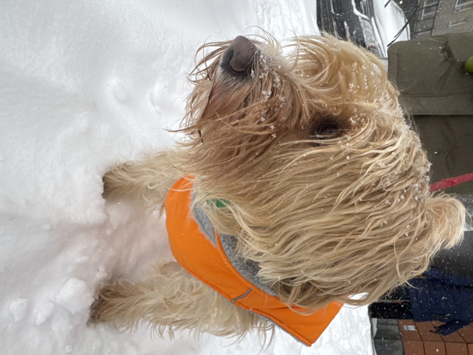 An overhead, slightly angled shot captures a shaggy-haired dog with light brown and blonde fur, standing or partially submerged in deep, pristine snow. The dog is wearing a vibrant orange vest with gray trim. Its fur is noticeably wet and adorned with small white snowflakes, particularly around its head, muzzle, and ears, suggesting recent play or exposure to falling snow.
The dog's head is tilted upwards and to its left, away from the camera, with its dark nose prominent. Its eyes are mostly obscured by its long, wet fur, but it appears alert. Its front paws are buried in the thick snow, creating small depressions. A thin red leash is partially visible on the right side of the frame, trailing behind the dog. In the blurred background, hints of dark, possibly structural, elements like a vehicle or building, along with a green object, are discernible. The overall scene depicts a winter day in a snowy environment, likely a park or backyard in New York, USA, characterized by significant snowfall and cold weather. There is no visible text.