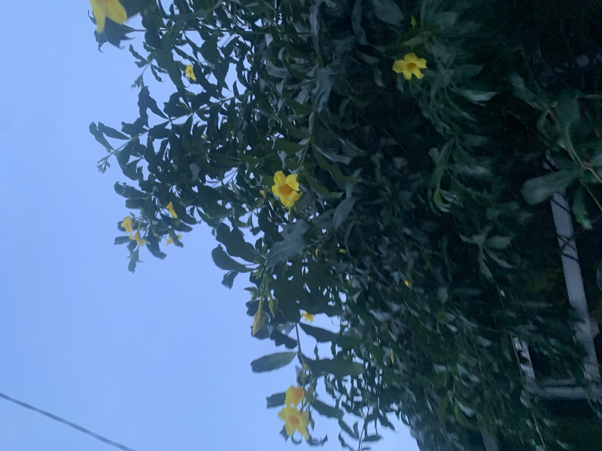 The image shows a tree with green leaves and yellow flowers against a blue sky. The photo was taken at a low angle, looking upwards. A power line is visible in the lower left corner. The location is Bekasi, Indonesia, but there are no specific location details identifiable from the image.