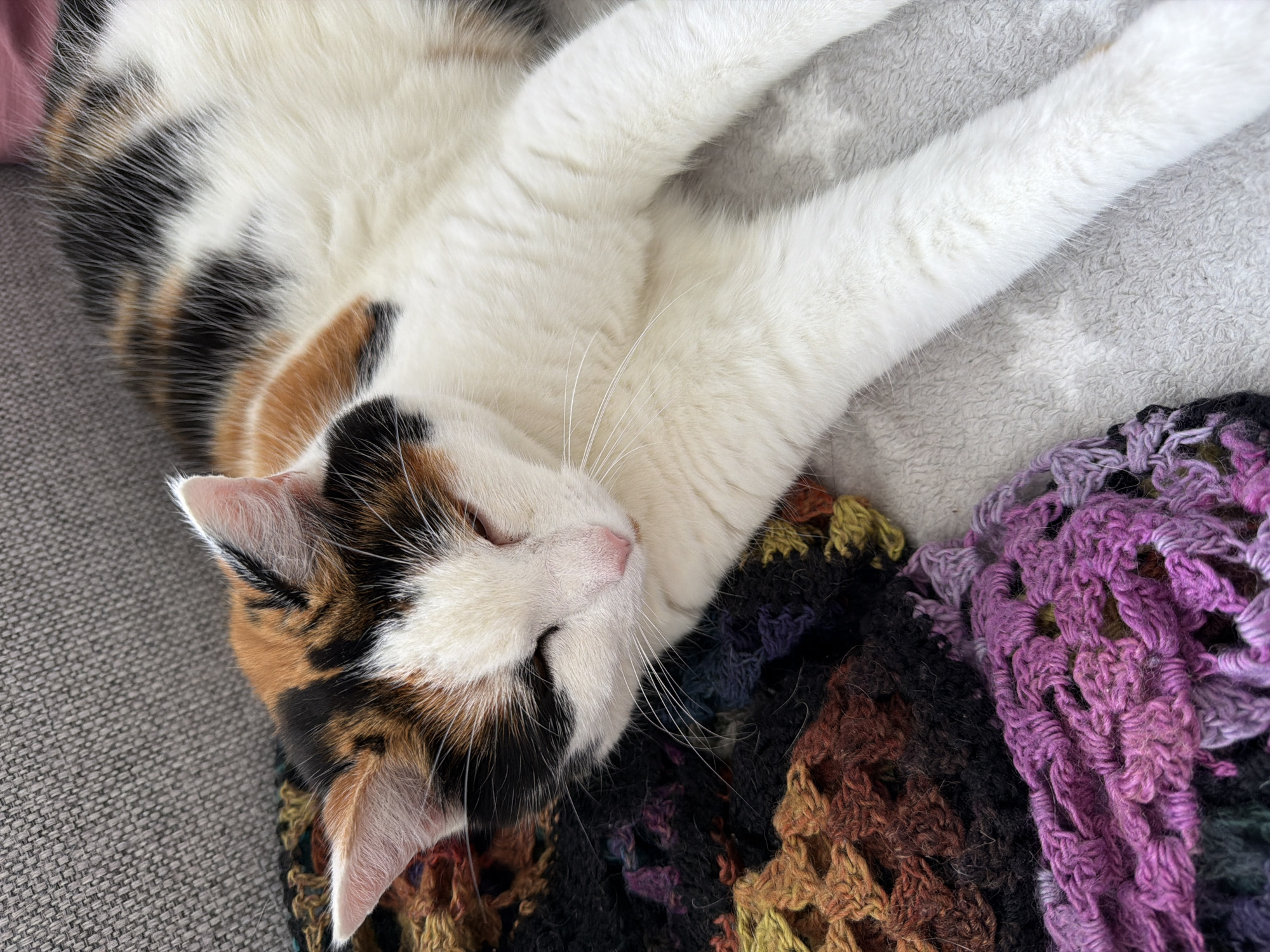A calico cat with white, black, and orange patches is sleeping on a crocheted blanket. The blanket is multi-colored, with shades of purple, pink, black, brown, and yellow. The cat is lying on its side, with its eyes closed and its head resting on the blanket. The cat's fur is soft and fluffy, and its whiskers are long and white. The background of the image is a blurry gray couch. The scene appears to be indoors, likely in a home. There is no visible indication of the location being in Harstad, Norway.