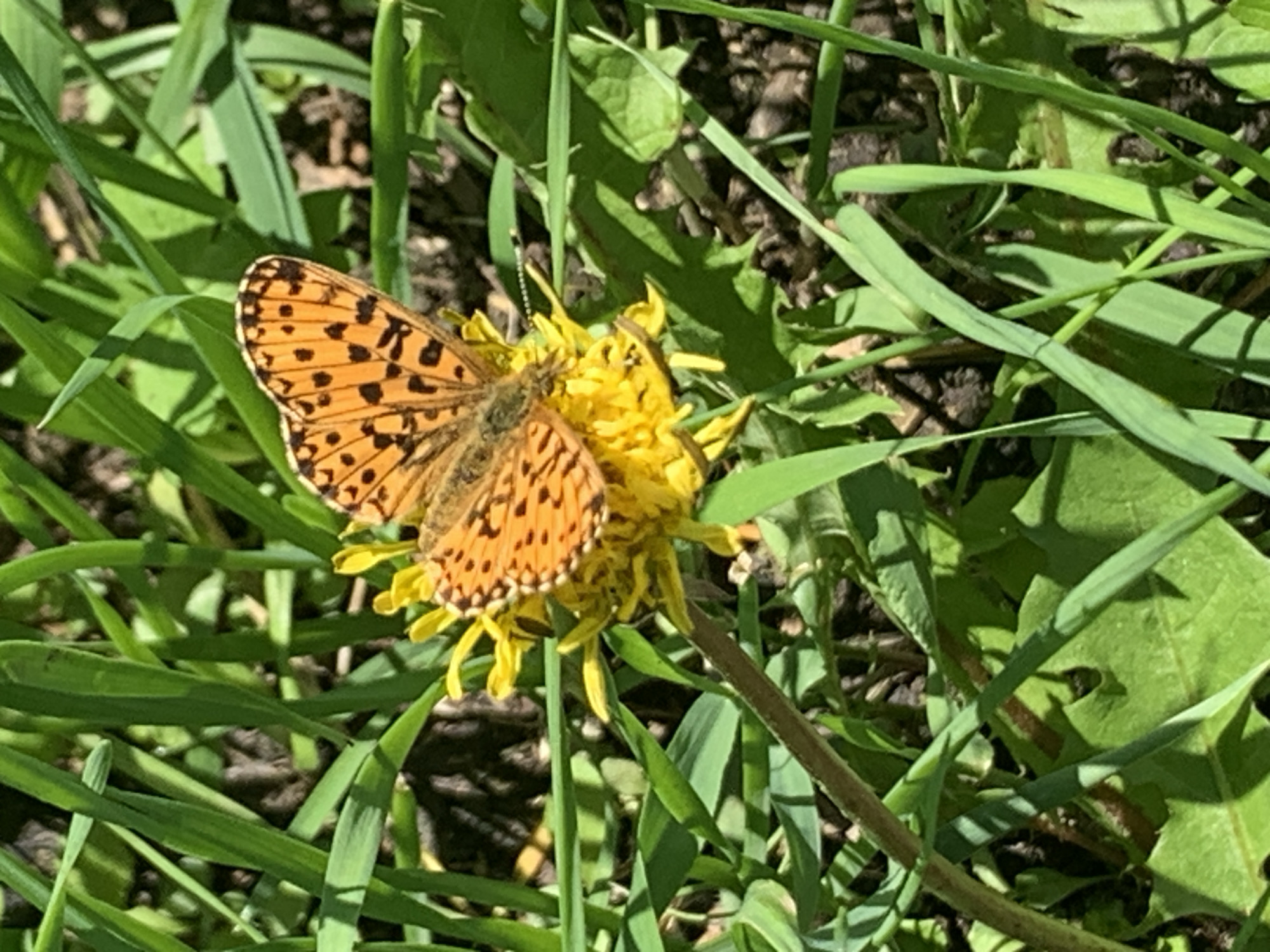 A high-angle close-up shot shows an orange butterfly with black spots on its wings perched on a yellow dandelion flower. The butterfly's antennae are visible, and its wings are spread open. The flower is surrounded by lush green grass and some dark soil. The scene is lit by natural sunlight, casting shadows and highlighting the textures of the grass and the butterfly's wings. The image appears to be taken outdoors, likely in a natural setting such as a park or meadow. There is no indication of the city of Kavalerovo, Russia, in the provided image.