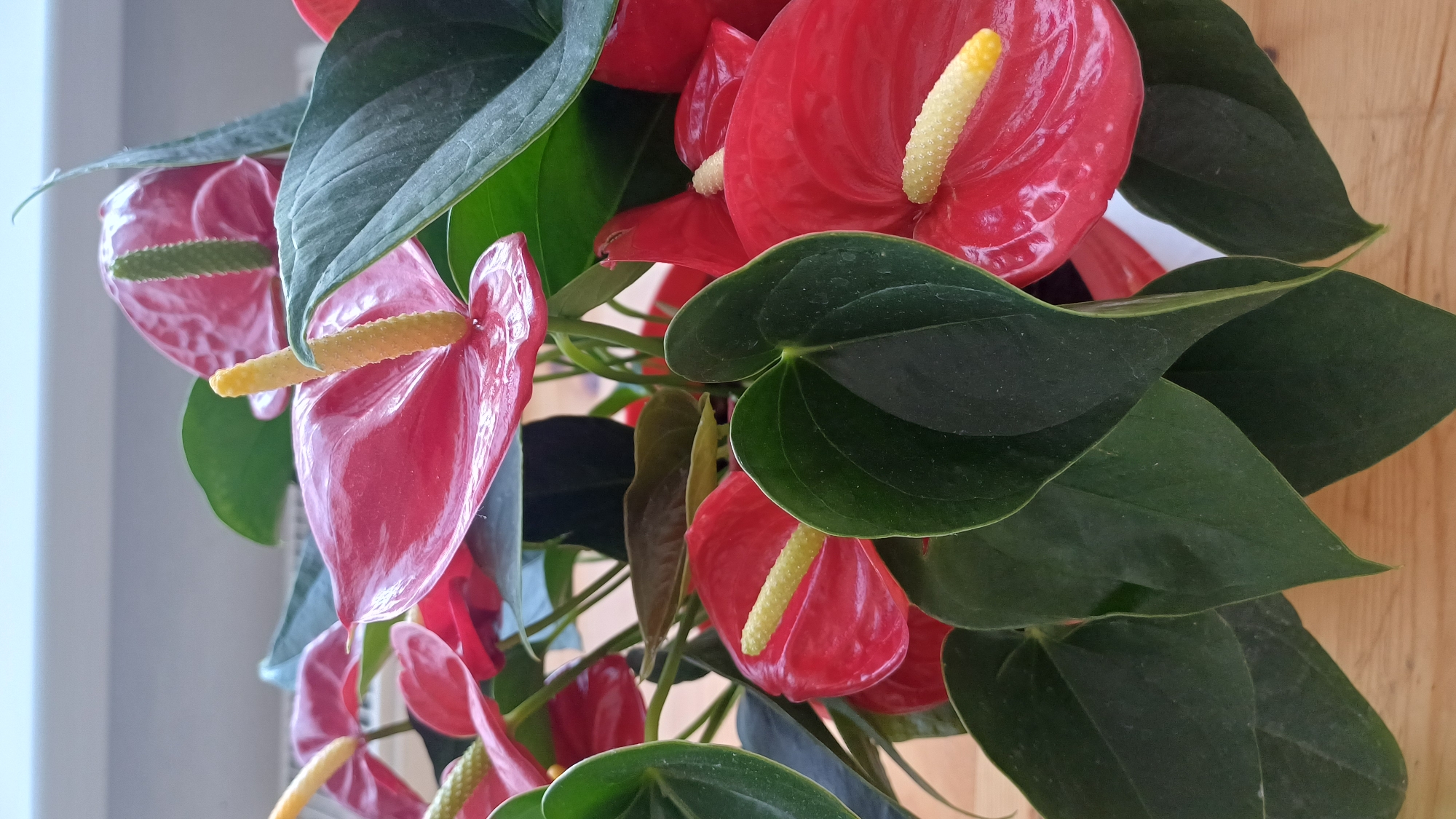The image shows a close-up view of several red anthurium flowers with prominent yellow spadices, surrounded by dark green, heart-shaped leaves. The flowers and leaves are glossy, indicating they are healthy. The background is blurred but appears to be a light-colored surface, possibly a windowsill or wall, with a wooden surface below. There are no people or animals visible in the image, nor any specific geographical markers to indicate a location in Přibyslav, Czechia.