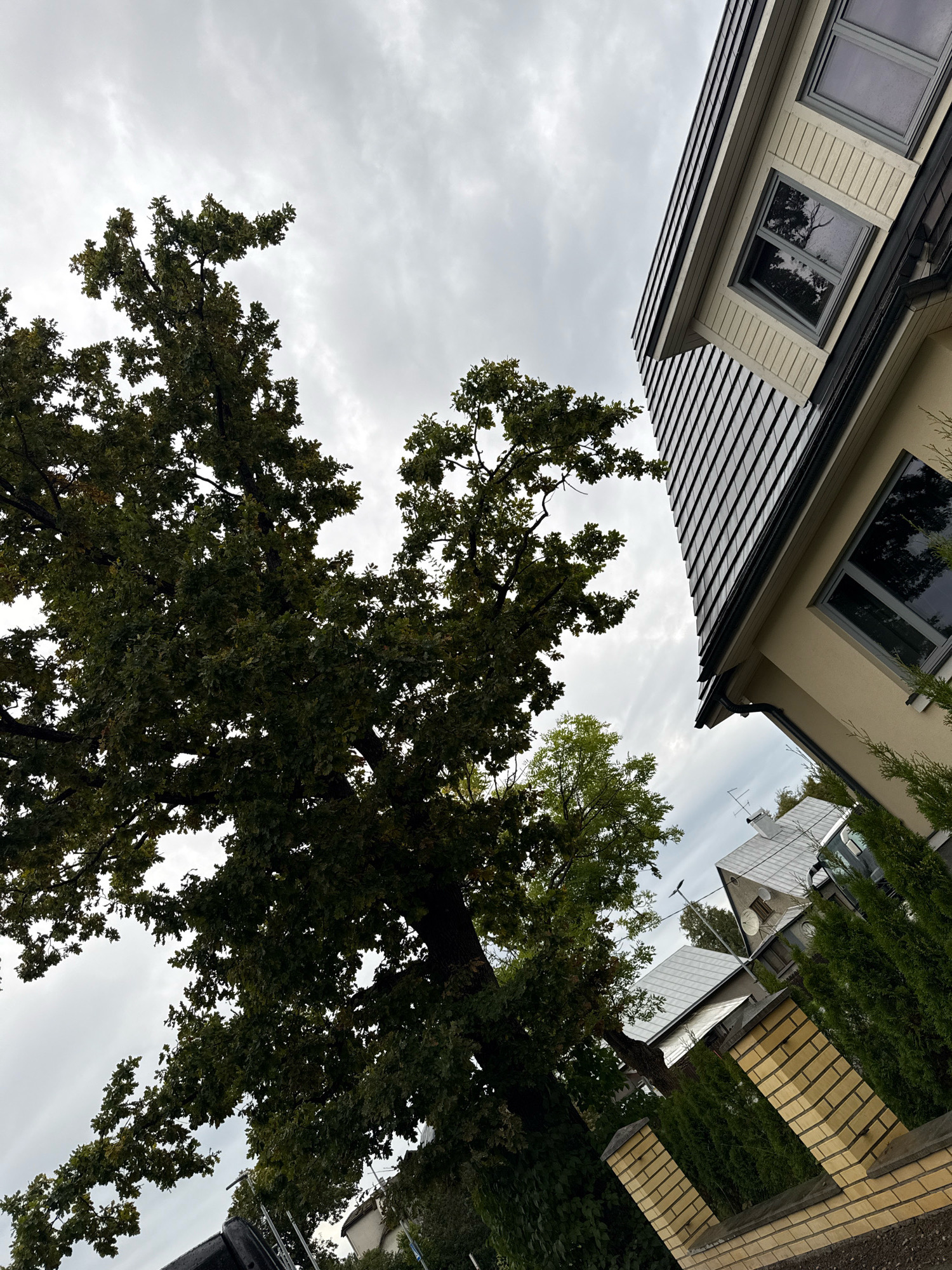 An angled shot, taken outdoors, showcases a large oak tree dominating the left side of the frame, its dense green foliage obscuring much of the sky. To the right, a modern house with a cream-colored facade and a dark, multi-faceted roof is visible. The house features several windows with dark frames. In the background, other houses with grey roofs can be seen, along with a yellow brick fence and manicured evergreen bushes. The sky is overcast with a thick layer of grey clouds. The scene suggests a residential area, possibly a suburb of Tallinn, Estonia, given the architectural style and prevalent greenery. There are no people visible in the image.