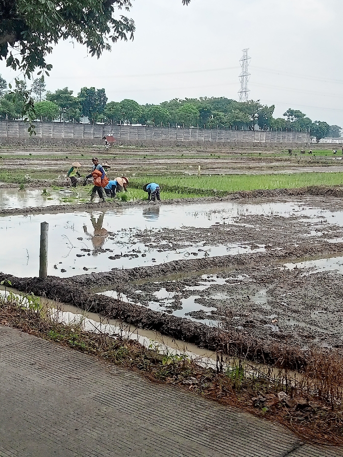 The image shows a flooded rice paddy field with five people working in the field. The people are planting rice seedlings in the muddy water. There is a concrete road at the bottom of the image. The location is a rice paddy field in Jekulo, Indonesia, at coordinates -6.798 latitude and 110.939 longitude. The weather is overcast and there are trees and a power line in the background.
