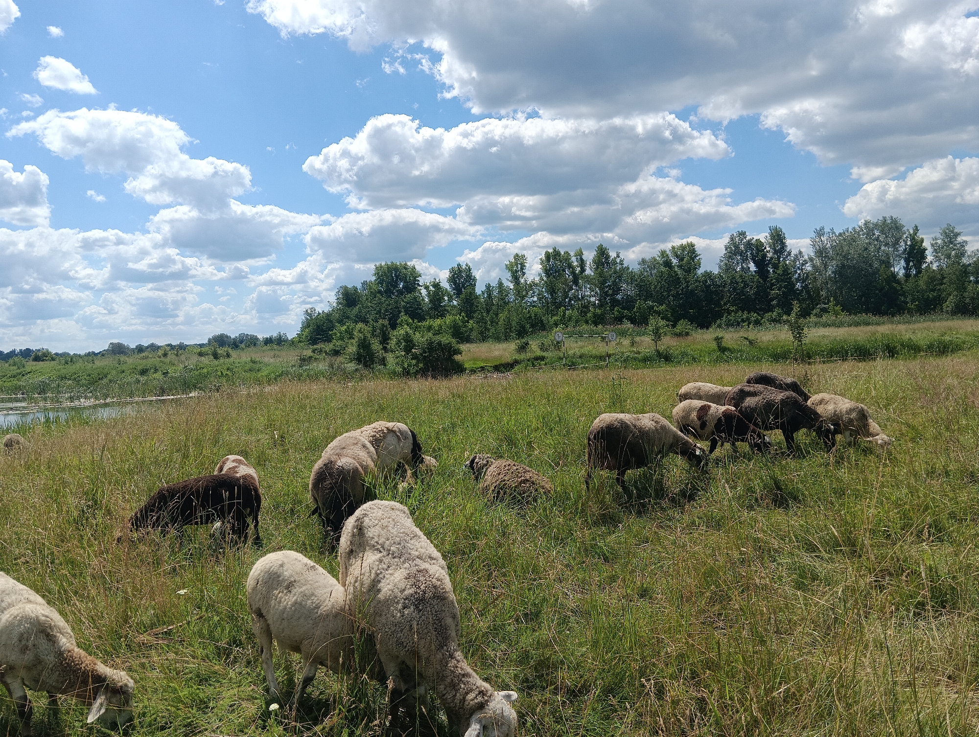 A flock of sheep grazes in a sunlit grassy field under a blue sky dotted with fluffy white clouds. The sheep are scattered across the field, some are eating grass, while others are resting. In the background, a line of trees forms a dense border against the sky, and a body of water is visible in the distance to the left. The overall scene depicts a peaceful rural landscape.
