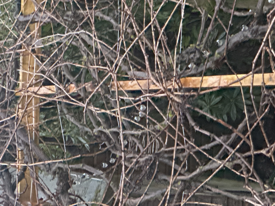 The image displays a dense, intricate network of bare, brown, woody vine branches and tendrils, likely a deciduous climber in its dormant state, situated in a garden in Wealden, United Kingdom. A vertical, light brown wooden post runs through the center-right of the frame, serving as a support for the vines, with horizontal wooden beams partially visible at the top. Thin, metallic wires are interwoven horizontally amongst the branches, forming part of a trellis system. To the left, a weathered gray wooden fence or shed wall is visible behind the vines. Green foliage from other plants is discernible in the background through various gaps. Small, clear, spherical or teardrop-shaped decorative baubles are suspended from the vine branches, notably in clusters within the upper-left and central-left areas. The lighting is diffused, and the scene is static, with no individuals or animals present.