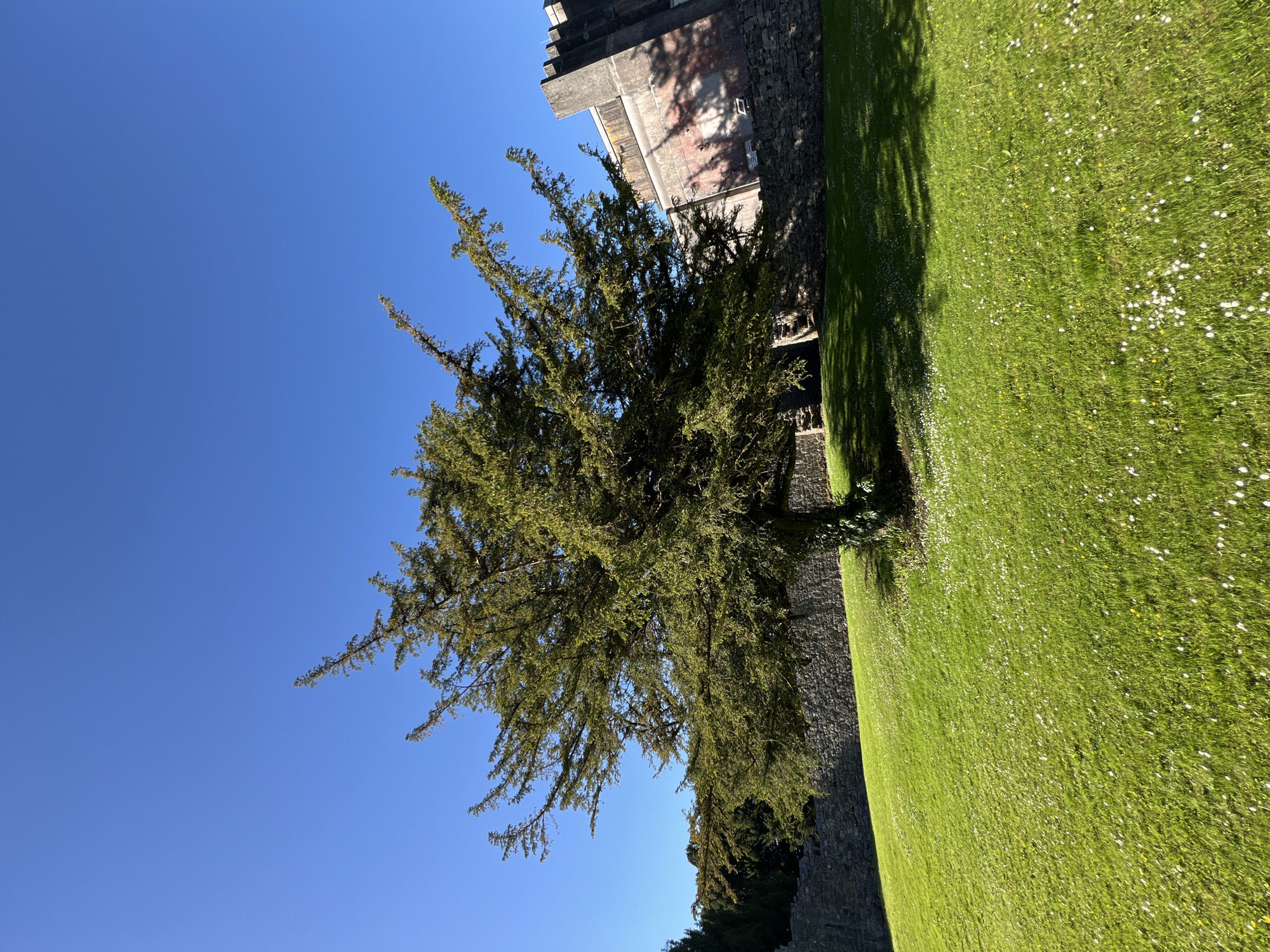 The image depicts a tree situated in Cong, Ireland, adjacent to a stone wall and a grassy field dotted with white flowers. The sky is a clear, bright blue. Part of a stone building, possibly a castle, is visible in the upper right corner of the frame. The scene is captured in sunlight, with shadows cast by the tree and building.