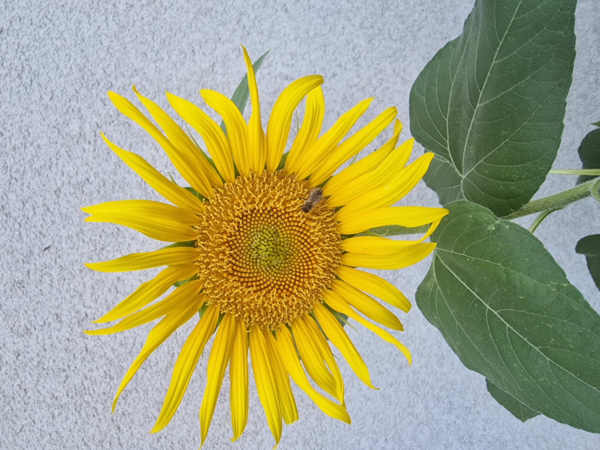 A single sunflower, facing slightly to the left, is the primary subject of this image. Its bright yellow petals radiate outwards from a textured, brown center filled with seeds. A small bee, with visible stripes, is perched on one of the sunflower's petals. The sunflower is supported by large, green leaves. The background is a textured, light gray wall. The image appears to have been taken outdoors in an urban environment, possibly in České Budějovice, Czechia, given the presence of a typical residential wall and common garden flora.