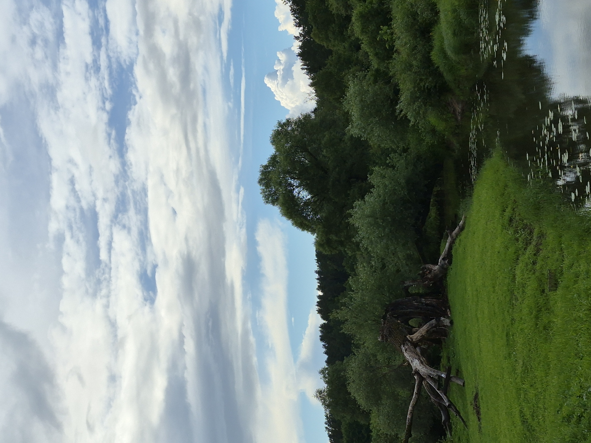 A serene, natural landscape unfolds under a cloudy sky, featuring a lush green riverbank bordering a calm body of water. In the foreground, a gnarled and fallen tree trunk lies on the grass, its weathered branches stretching outwards. The river is dotted with lily pads, reflecting the sky and surrounding greenery. Beyond the immediate riverbank, a dense forest of trees forms a dark green backdrop, with a line of taller pines visible in the distance. The sky is a dynamic mix of white, grey, and blue clouds, with hints of blue sky peeking through. The scene is devoid of any human presence or activity.