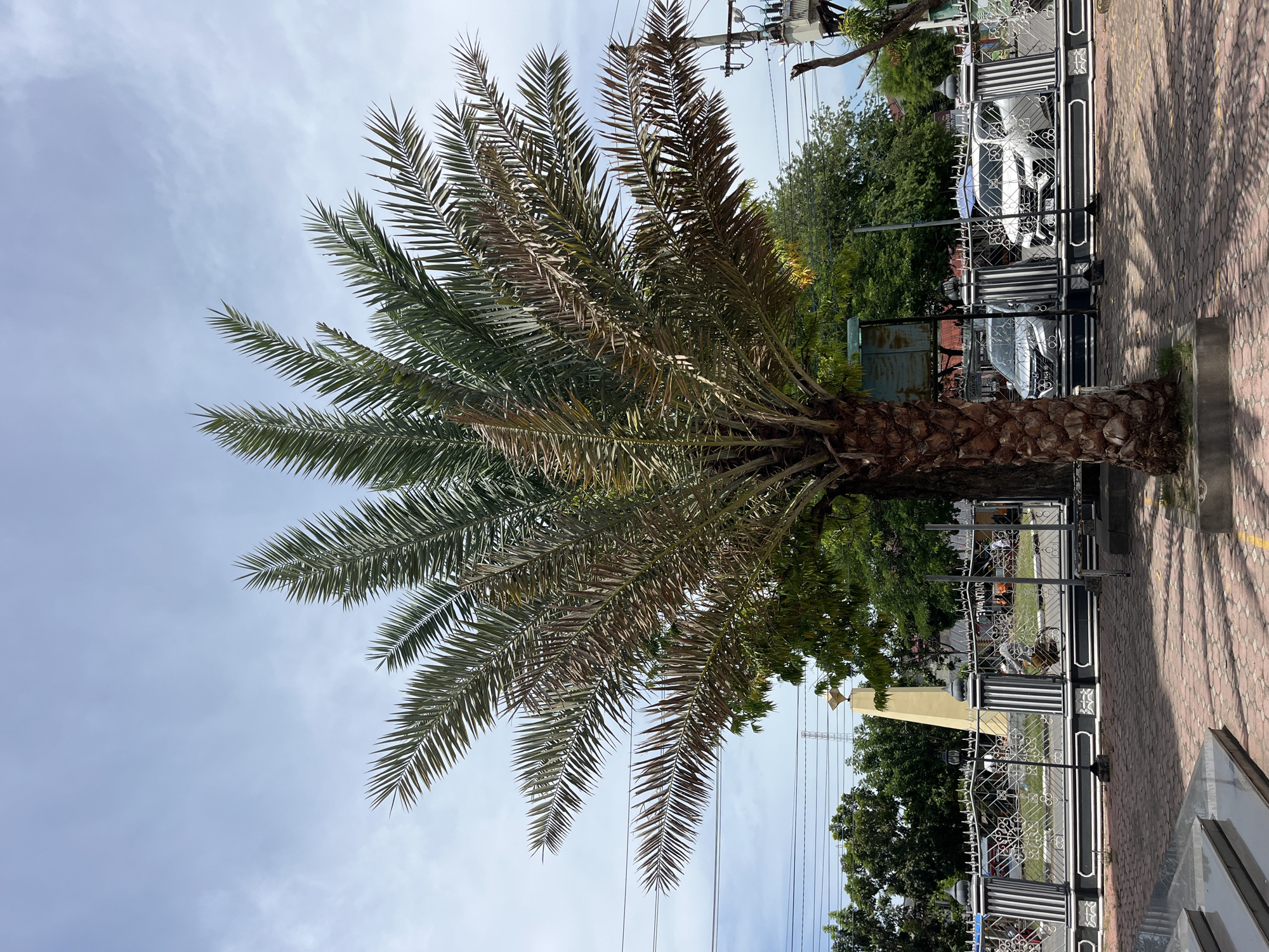 A medium shot depicts a palm tree situated on a red-brick walkway. The tree's trunk is thick and textured, with fronds radiating outwards. Some fronds appear green, while others display a brownish hue. Behind the palm tree is a black and white ornate metal fence that borders a green area. Beyond the fence, there are glimpses of vehicles and structures. Utility poles and wires are visible in the background against a sky with scattered clouds. The location is Keudekruenggeukueh, Indonesia.