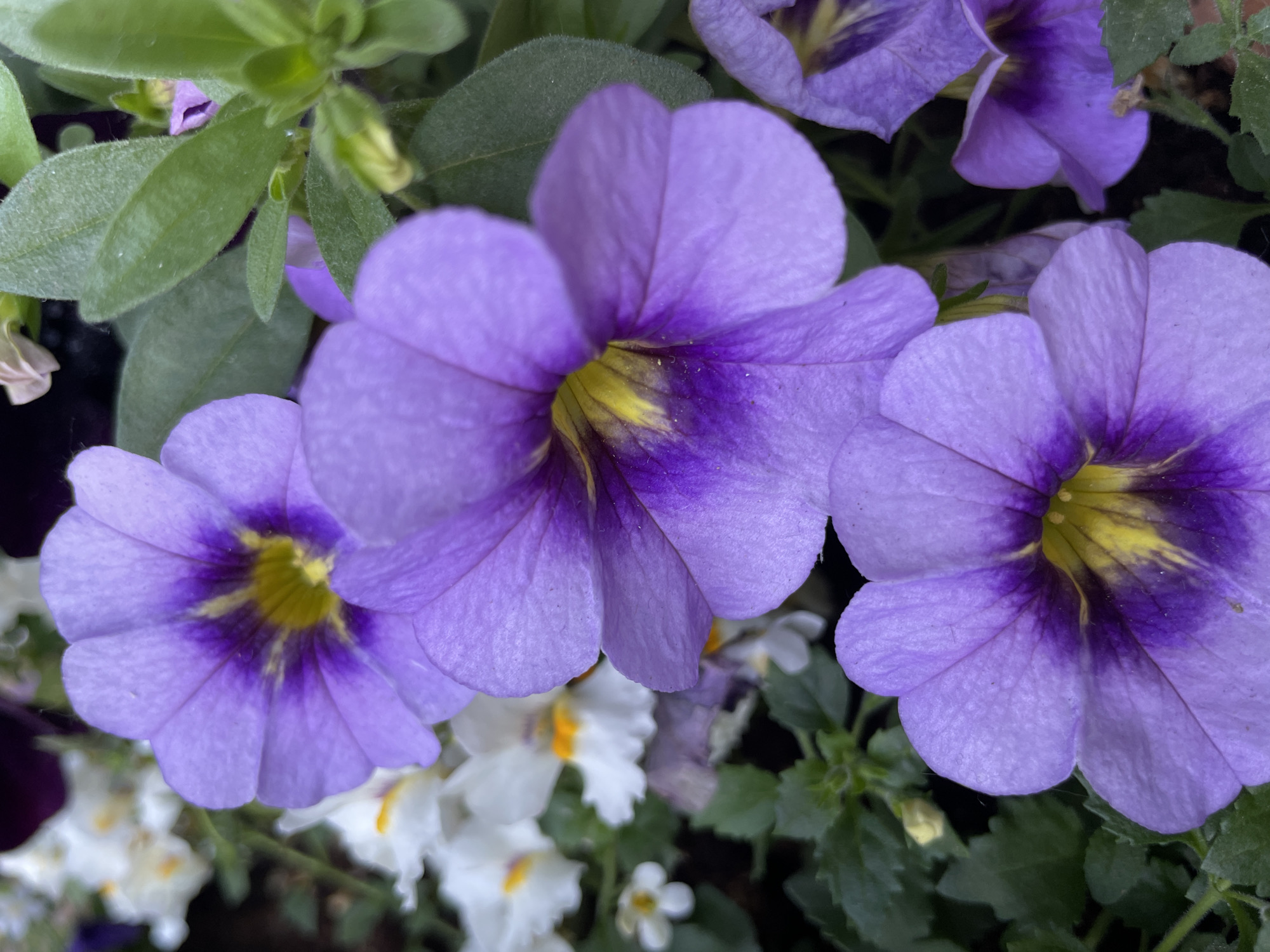 This is a close-up, top-down shot of several vibrant purple petunia flowers with yellow centers. The flowers are in full bloom, with their petals unfurled. The lighting suggests it is daytime, with natural light illuminating the scene. The background is a mix of green foliage and other smaller white flowers, creating a lush, garden-like setting. The focus is sharp on the purple petunias, while the background is slightly blurred, adding depth to the image. The overall impression is one of natural beauty and abundance, likely captured in a garden or a pot of flowers. No people, text, or specific event is depicted. The location context provided is Saint Petersburg, Russia.