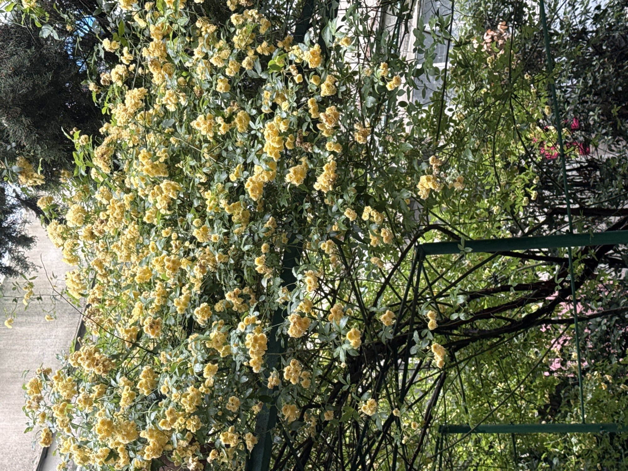 The image shows a profusion of yellow flowers cascading over a green metal structure, likely a trellis or archway. The flowers appear to be small and densely clustered, with many green leaves intermixed. The structure is dark green and consists of a lattice or grid pattern. Behind the structure, there is dense greenery, including what appears to be another bush or tree with some pink flowers visible. The image seems to be taken outdoors in natural light. The location is Unknown, Unknown.
