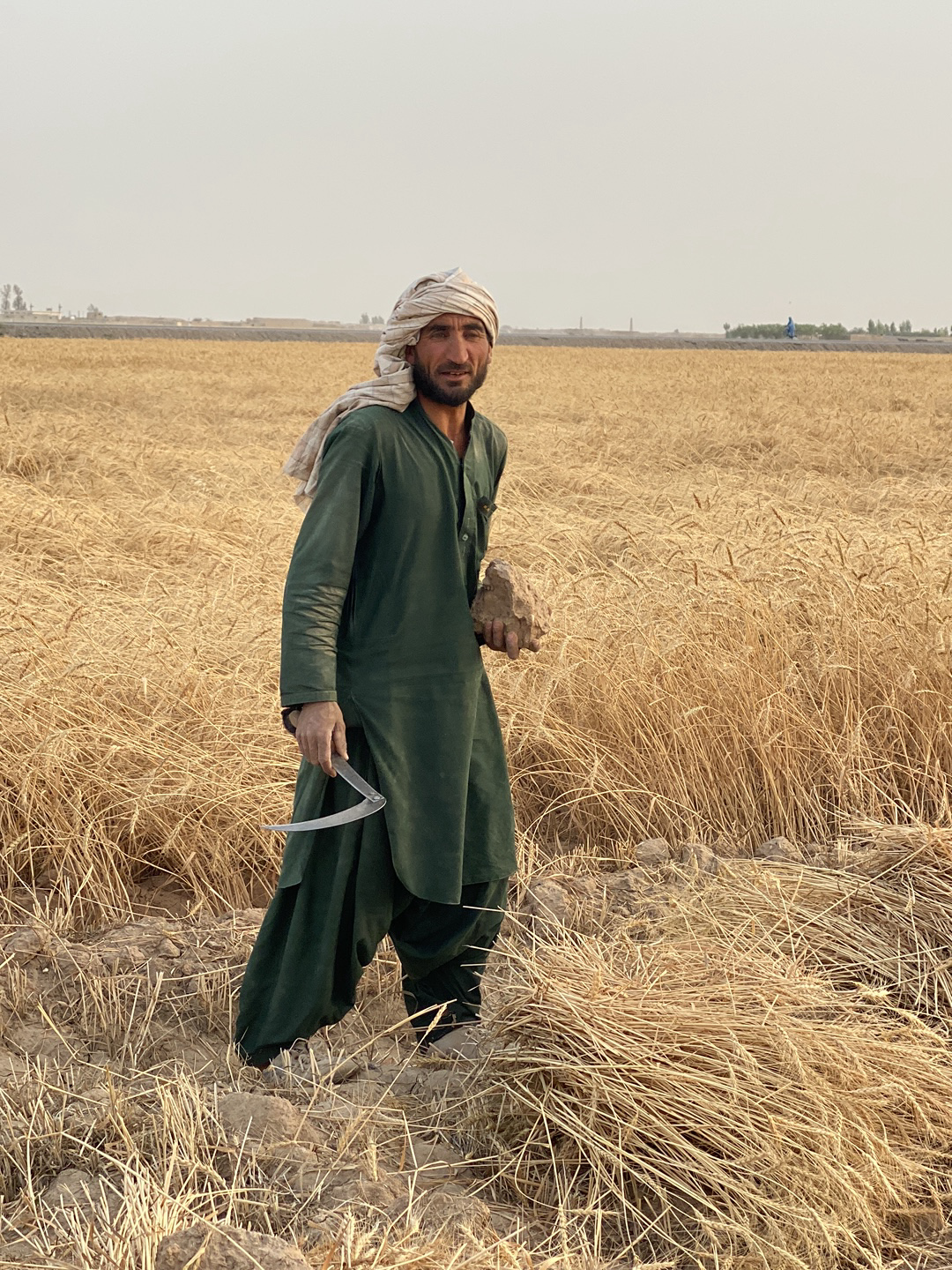 In a wheat field in Alaqadari Daman, Afghanistan, a man stands holding a sickle and a bundle of wheat. He wears traditional clothing consisting of a dark green long-sleeved tunic and baggy pants, with a light-colored turban wrapped around his head. The field is filled with ripe, golden wheat, some of which is lying on the ground. The sky is overcast and pale. In the distant background, there are trees or buildings.