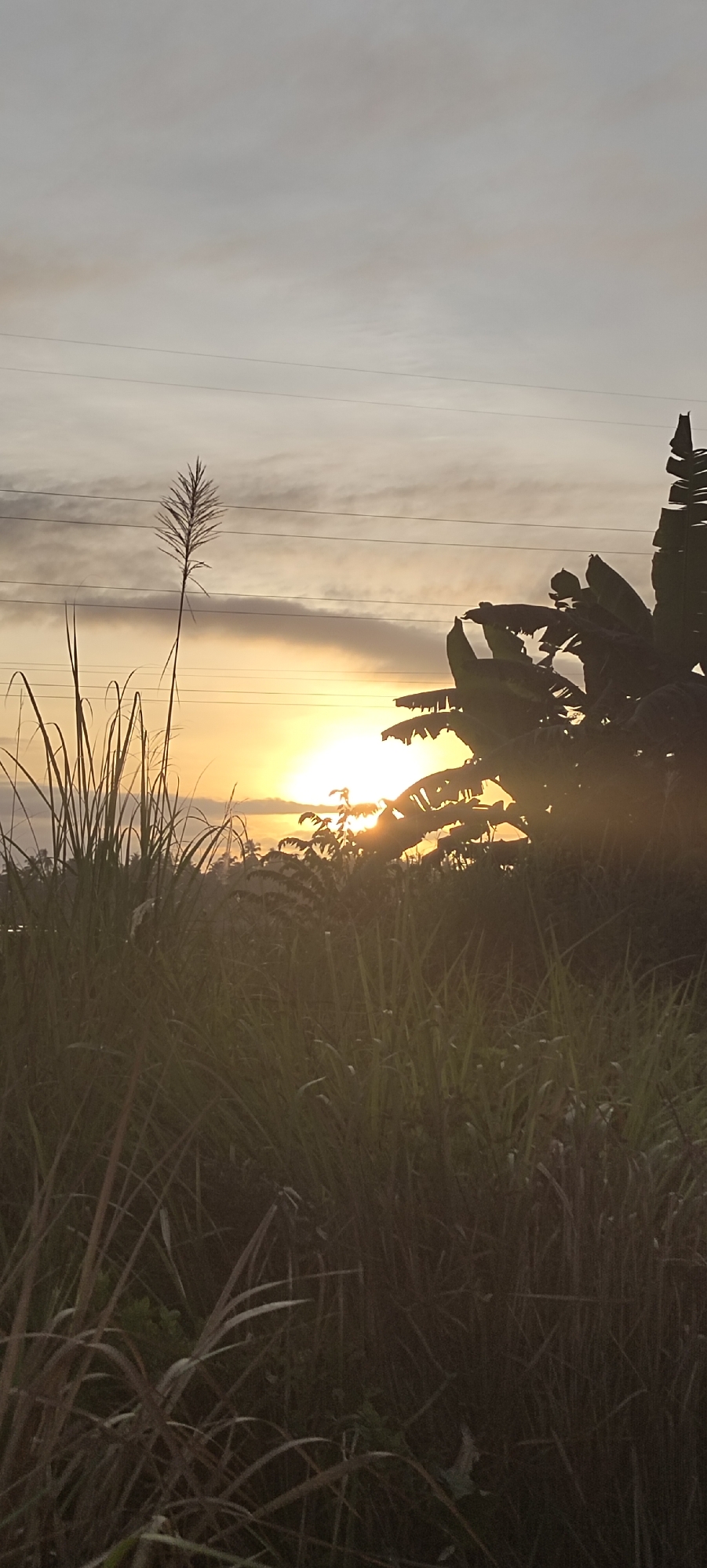 This is a vertical, medium shot taken outdoors at sunrise or sunset. The foreground is dominated by tall grasses and reeds, some of which are silhouetted against the bright sky. A single reed with a feathery plume stands prominently to the left of center. Behind the vegetation, the sun is setting or rising, casting a warm golden light. The sun is partially obscured by clouds and vegetation, creating a hazy glow. Banana tree leaves are visible in silhouette on the right side of the frame, adding to the tropical feel. Power lines stretch horizontally across the sky, suggesting an inhabited area, possibly on the outskirts of Lhokseumawe, Indonesia, given the lush vegetation and the presence of power infrastructure. The overall atmosphere is serene and natural, with the warm light of dawn or dusk creating a peaceful ambiance.