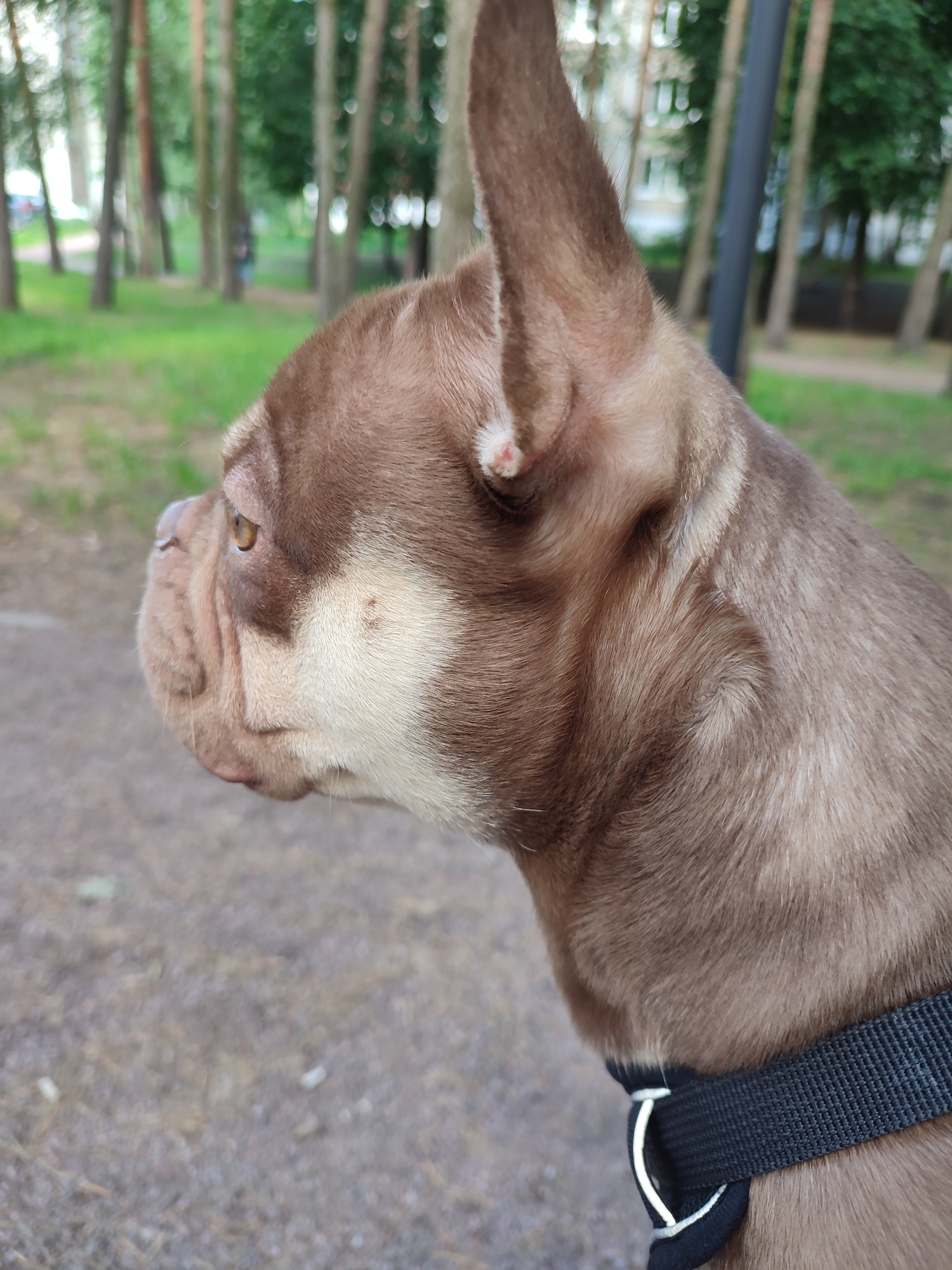 A medium shot captures a brown and white French bulldog in profile, facing left. The dog is wearing a black collar. The background is an outdoor park setting with green grass and trees, suggesting a location in Vsevolozhsk, Russia. The lighting is natural, indicating daytime. The dog appears to be alert and attentive.