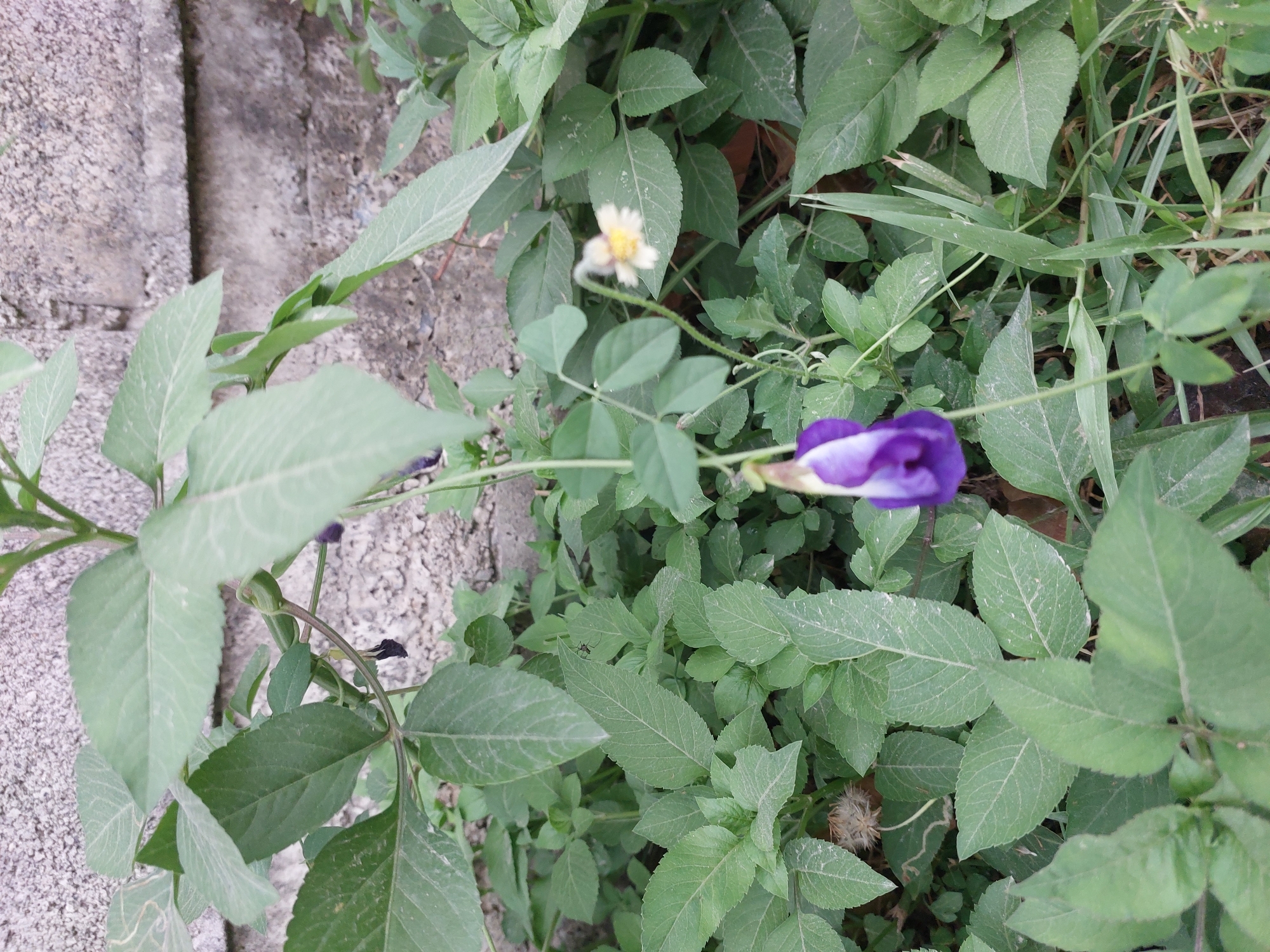 A close-up, vertical, eye-level, outdoor shot captures a cluster of leafy green plants with a prominent purple flower and a small white flower. The purple flower, partially closed and teardrop-shaped, hangs from a thin stem on the left side of the frame. To its right, a small white flower with yellow stamens is in focus. The plants are dense, with various shades of green leaves, some appearing dusty. In the background, a textured, light gray concrete wall is visible. The overall environment suggests a somewhat neglected or naturalized garden area. The image is located in Baan Mae Nam, Thailand, indicating a tropical or subtropical setting. There are no people present in the image.