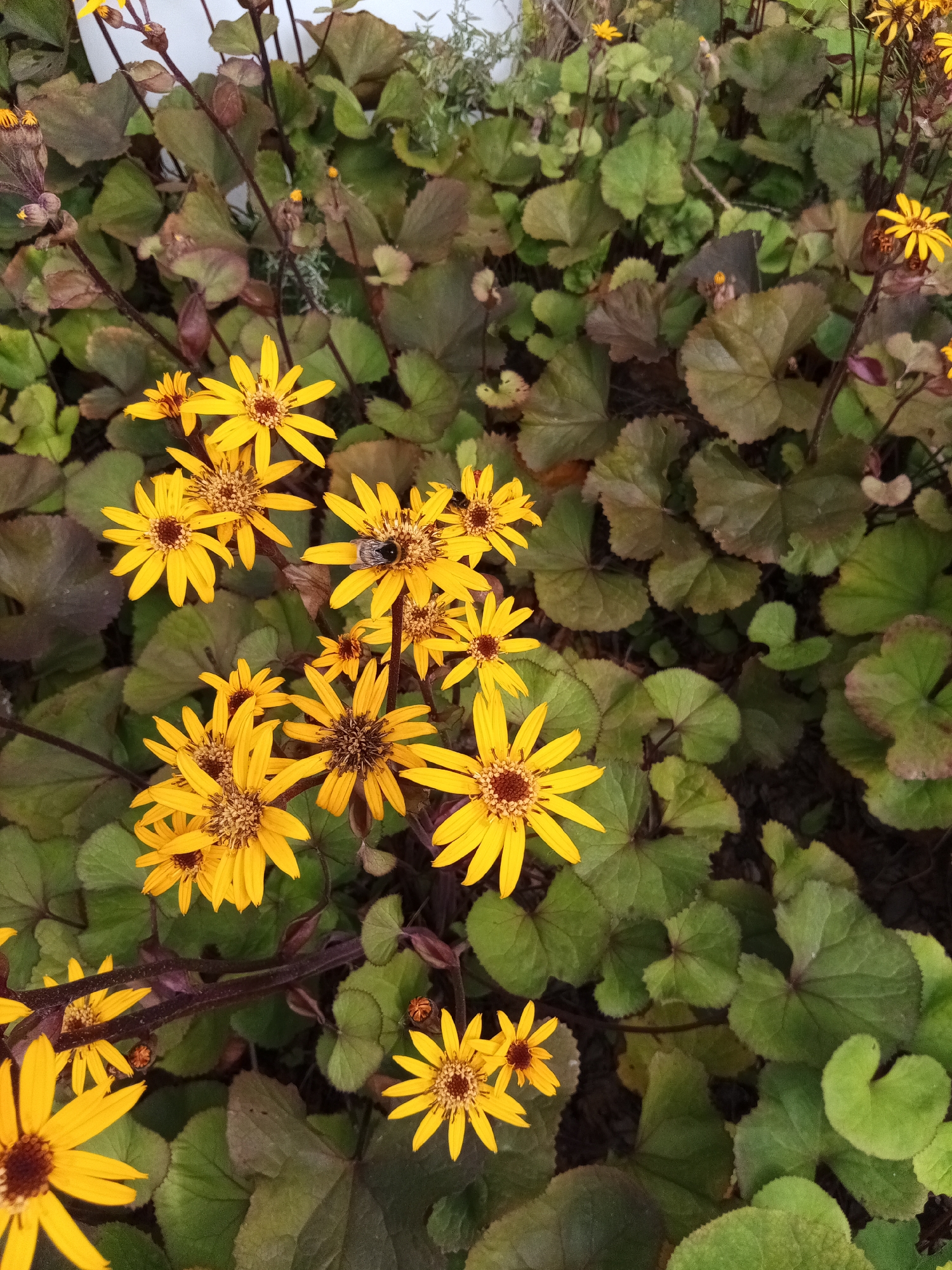 The image shows a close-up of bright yellow flowers with dark brown centers, likely in a garden setting. Some of the flowers have multiple petals radiating outwards, while others are in bud or are less developed. A bee is visible on one of the flowers, appearing to collect pollen. The flowers are surrounded by large, heart-shaped leaves that are primarily green with some reddish-brown tinges. The background consists of more foliage and dark stems. The scene is naturalistic, suggesting an outdoor environment. There is no information in the image that can be used to determine the location within the city of Kazan, Russia.
