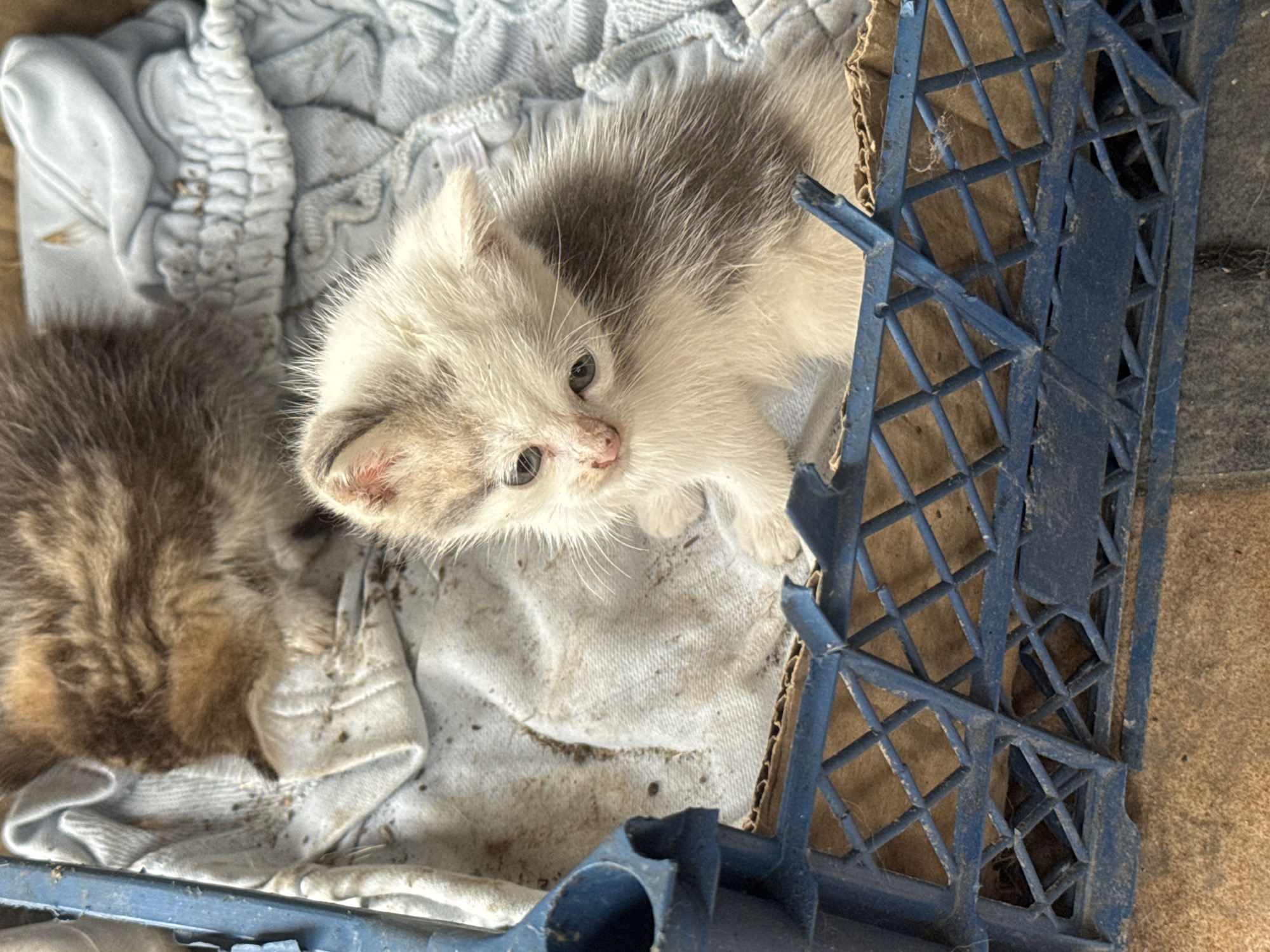 This is an outdoor, overhead shot of two kittens in a distressed, makeshift shelter. The subjects are two young kittens, one with gray and white tabby markings, and the other with primarily white fur and patches of gray. They are lying on a soft, light blue fabric, possibly a towel or blanket, which is soiled and rumpled. The fabric is placed inside a blue plastic crate, which appears to be a repurposed item, likely for carrying or containing something. Parts of the crate are broken and jagged. Cardboard is visible beneath the crate, suggesting the ground or a makeshift base.
The scene is dimly lit, hinting at an overcast or shaded environment. There are no clear indicators of time of day or specific weather conditions beyond the general dimness. The location cues are subtle: the presence of the crate and the general rough appearance of the setup suggest a less-than-ideal living situation, possibly indicating a stray or abandoned animal scenario. The kittens appear alert, with the white and gray kitten in the foreground looking towards the camera with wide, curious eyes. Their fur appears a bit ruffled, and the white kitten has some visible redness around its nose and mouth, which could be dirt or a minor irritation. The overall impression is one of vulnerability and a need for care. There is no visible text in the image.