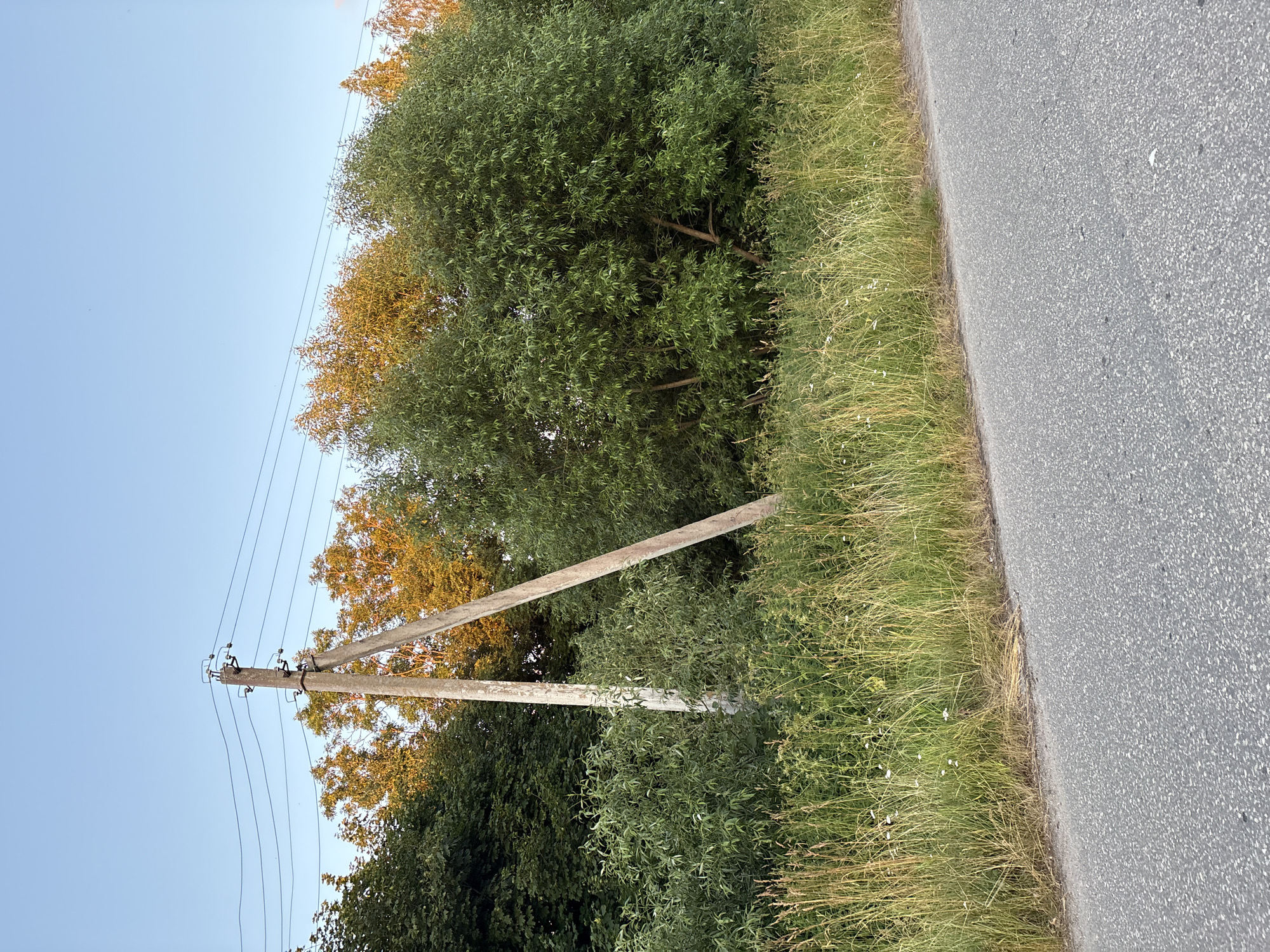 An outdoor vertical medium shot captures a rural roadside scene with a power pole in the foreground. The power pole, made of concrete, leans slightly to the right and is bisected by telephone wires. Surrounding the pole is overgrown green grass and foliage, with a paved road in the lower right quadrant. In the background, a dense line of trees displays autumnal colors, transitioning from deep green to shades of orange and yellow. The sky is a clear, light blue. The scene appears to be in the village of Vidza, in the Vidza rural council of Belarus.