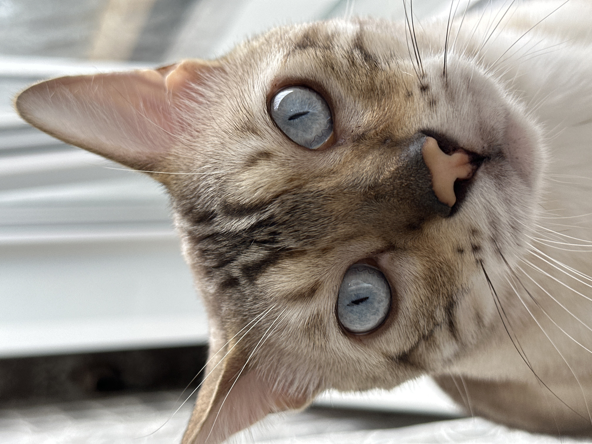 The image shows a close-up portrait of a Bengal cat with striking blue eyes. The cat has tabby markings on its head and ears, and a cream-colored chest and belly. Its nose is pink, and its whiskers are long and white. The background is softly blurred, with vertical lines that suggest curtains or blinds. The lighting suggests the cat is near a window. There is no information about the location of Energetik, Russia.