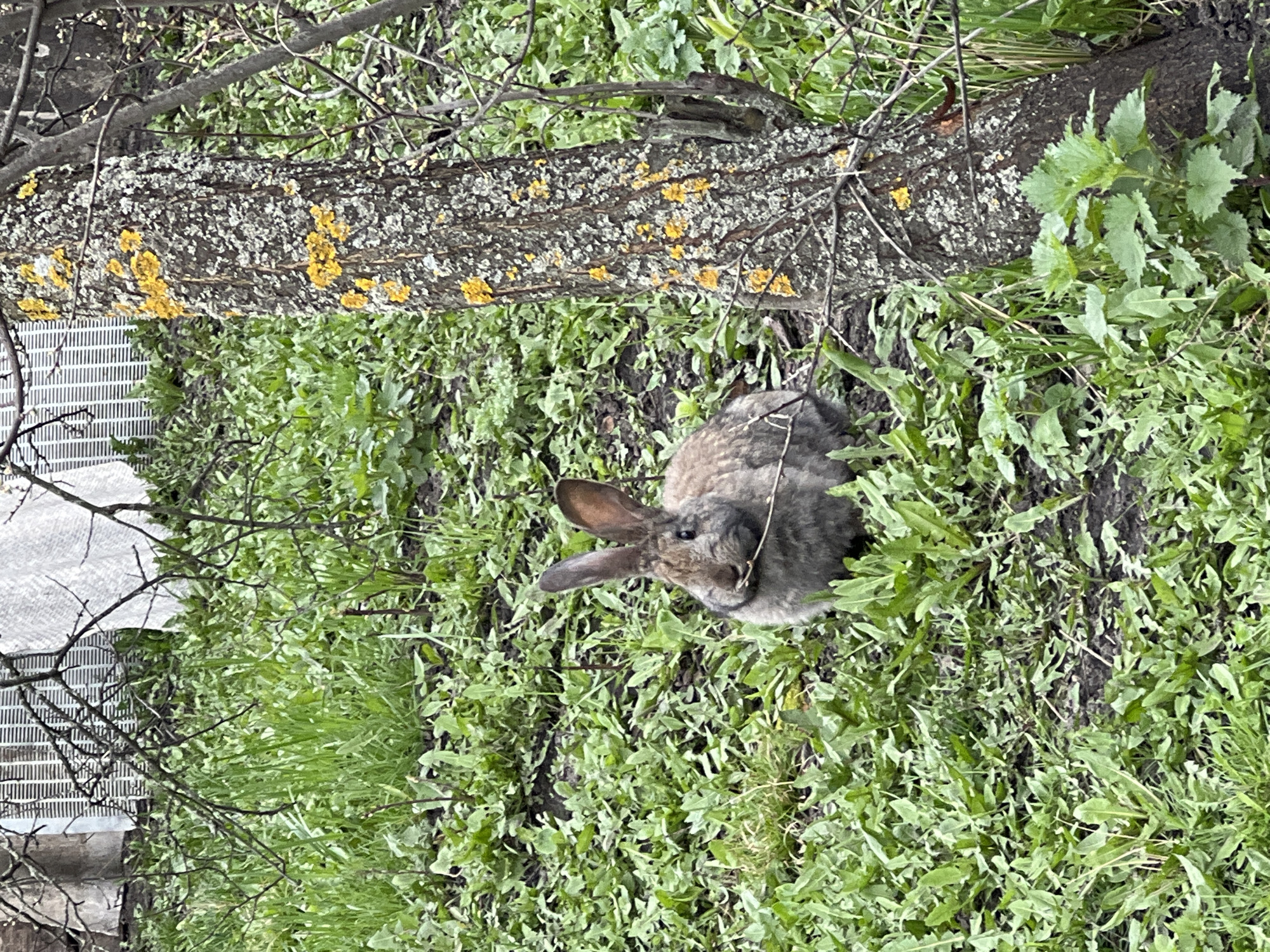 A rabbit rests among greenery, positioned next to a fallen tree trunk covered with yellow lichen. Woven wire fencing appears in the upper left of the frame. The location is unspecified; the text prompt provides the city name only for context.