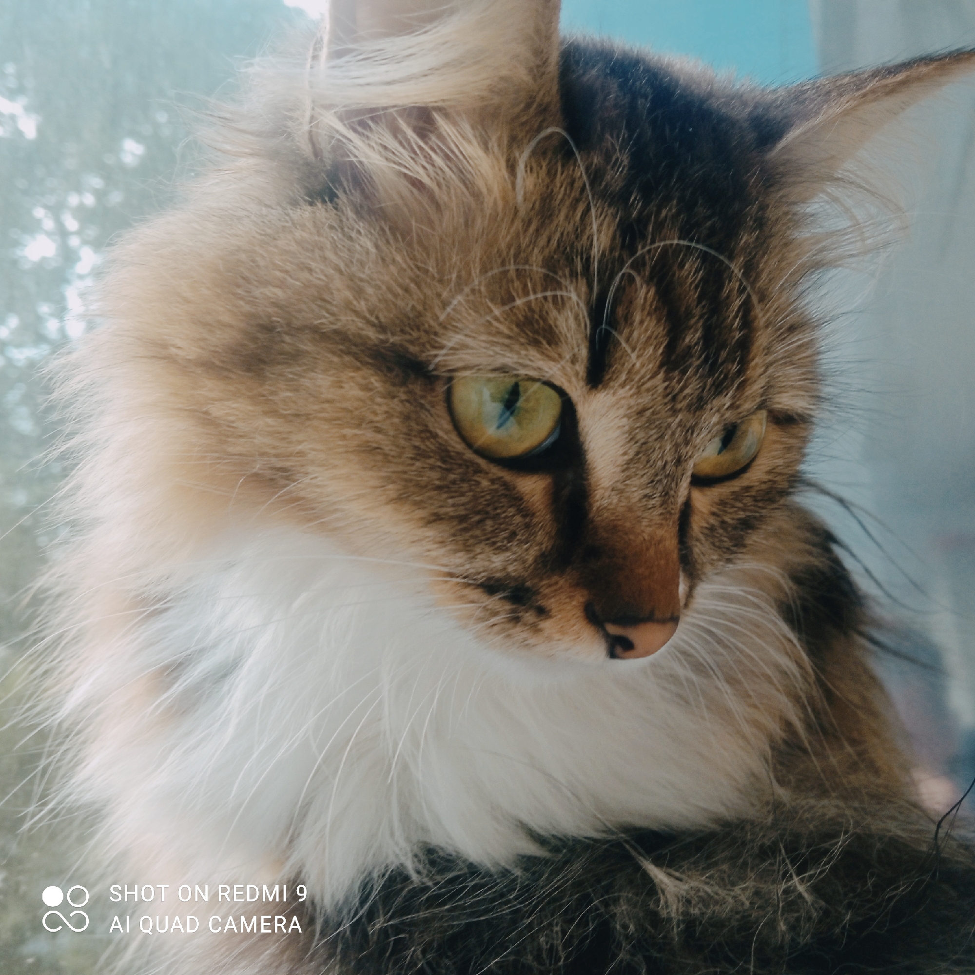 A close-up, eye-level shot shows a fluffy, long-haired cat with green eyes looking down and to the right. The cat's fur is a mix of brown, black, and white. The background is a blurred mix of light blue and white, with hints of green foliage visible. The cat appears to be indoors, possibly near a window. The image contains a watermark in the bottom left corner that reads "SHOT ON REDMI 9 AI QUAD CAMERA". The location is unknown.