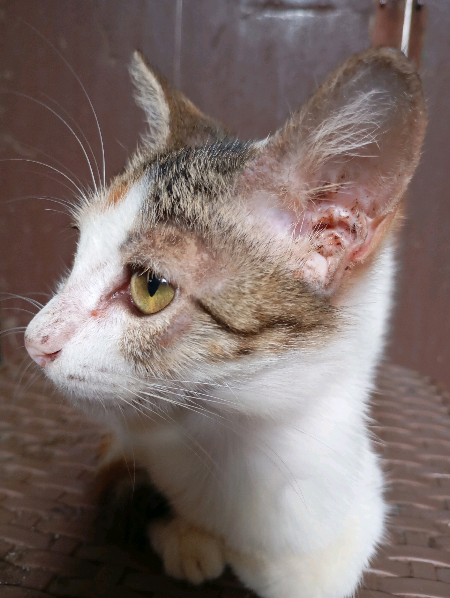 A close-up, side profile shot captures a calico kitten with striking yellow eyes and light brown tabby markings on its head and back. The kitten's face is mostly white with a pink nose. Its right ear shows signs of irritation or infection, with redness and scabbing visible inside. The background consists of a blurred, brown textured surface, possibly a chair or wall, typical of an indoor setting in Balikpapan, Indonesia. The lighting suggests it may be daytime.
