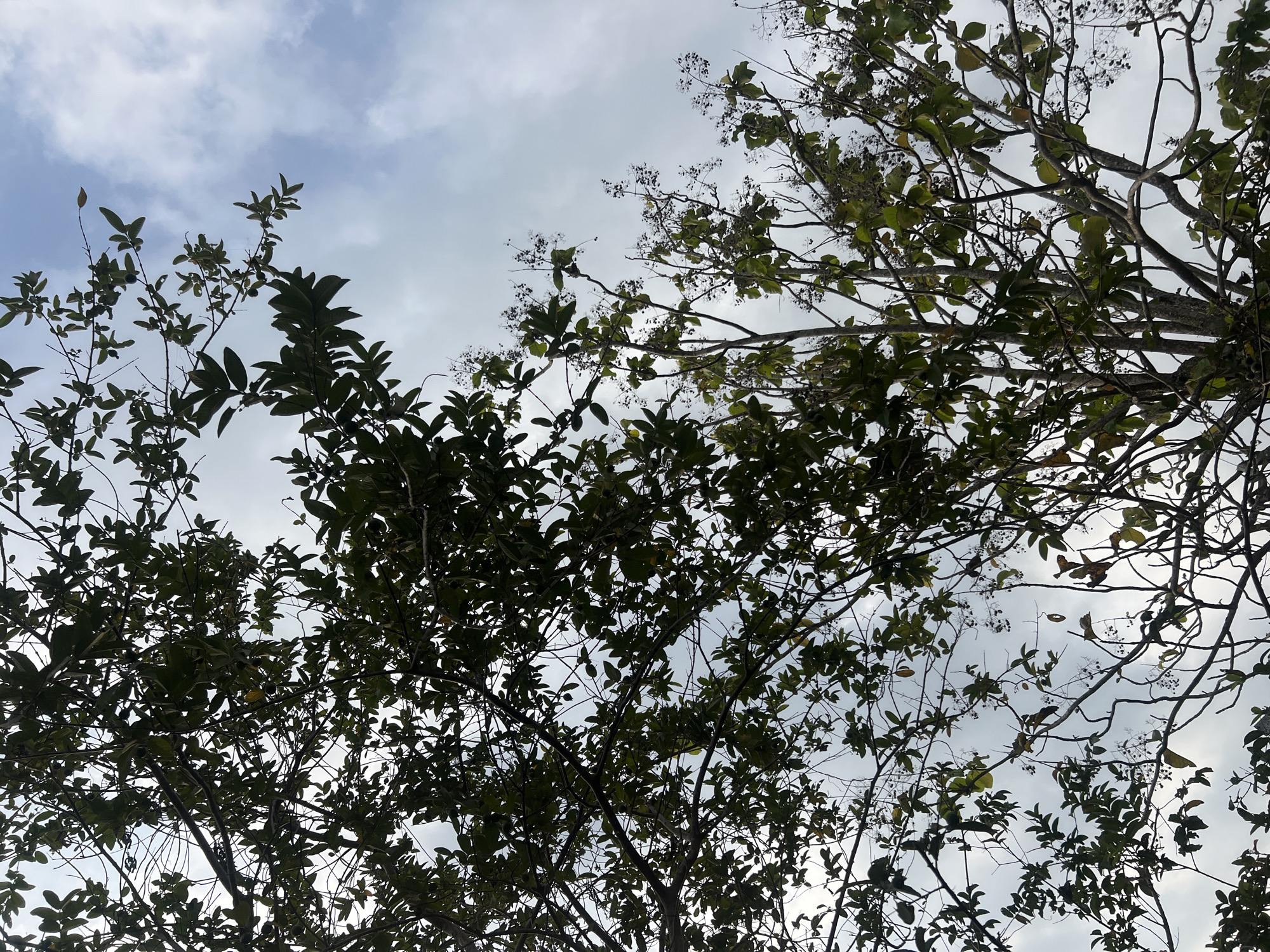 This is a photograph taken from below, looking up at the canopy of two trees against a cloudy sky. The trees are densely packed with green leaves, and their branches are intricate and spread out. In the foreground, on the left, the leaves are darker and more abundant, creating a silhouette against the sky. On the right, the leaves are sparser, and the branches are more visible, some with small, dark berries or seed pods. The sky is a pale blue with scattered, wispy white clouds. The overall impression is one of looking up through the natural architecture of trees. The image is located in the vicinity of Ngaglik, Indonesia.
