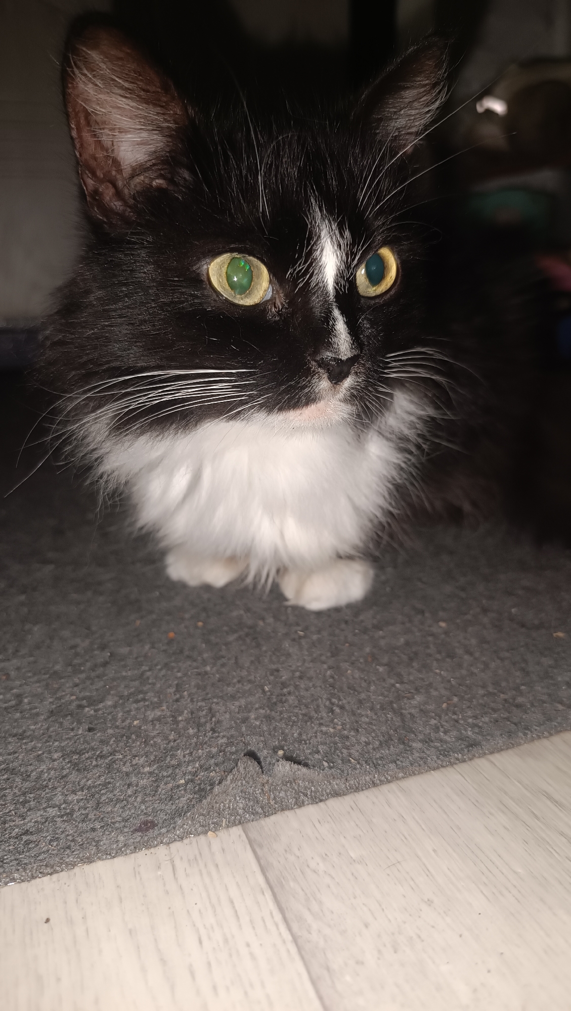 A close-up, eye-level shot shows a black and white long-haired cat sitting on a grey carpet. The cat's head is tilted slightly to the right, and its green eyes are wide open, reflecting a bright light. Its white chest fur is fluffy, and its paws are tucked underneath its body. The background is dark and out of focus, with a hint of a wooden floor visible at the bottom of the frame. There is no visible information in the image to suggest a location in Chaikovsky, Russia.