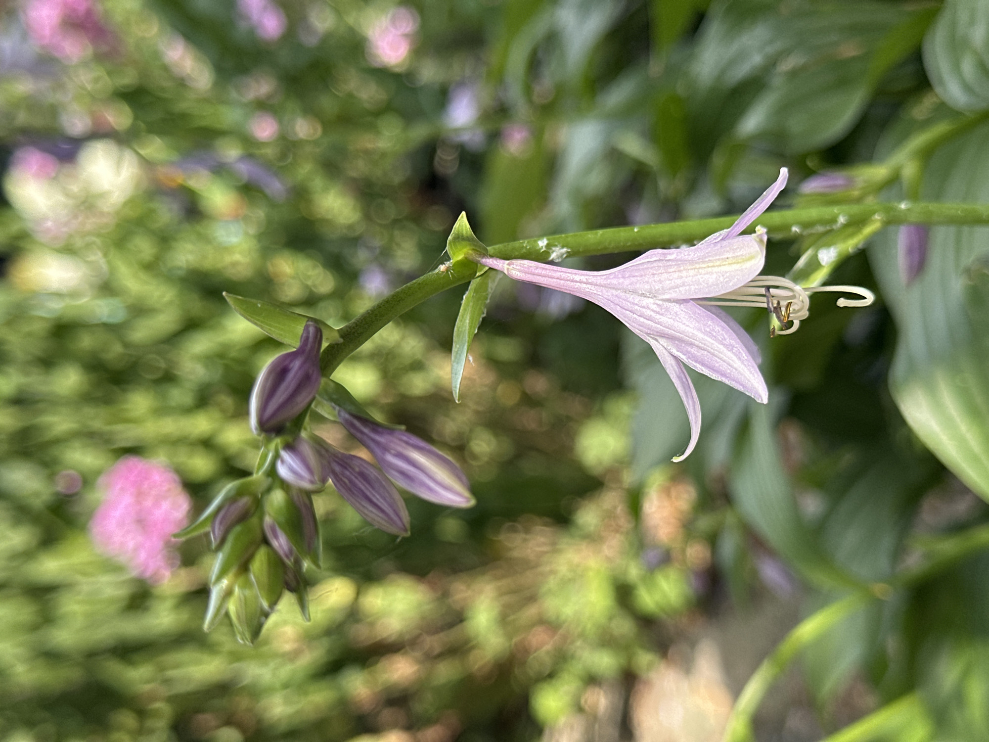A close-up, vertical shot shows a single purple hosta flower in bloom against a blurred green garden background. The flower, a pale lavender hue, hangs downward with its petals partially unfurled, revealing delicate white stamens and pistils. Above it, a cluster of unopened buds, a deeper shade of purple, are visible on the same stalk. The surrounding foliage is a vibrant green, out of focus, with hints of pink blossoms in the distance. The lighting appears to be natural daylight, creating a soft and diffused effect. The image was captured in Yessentuki, Russia.