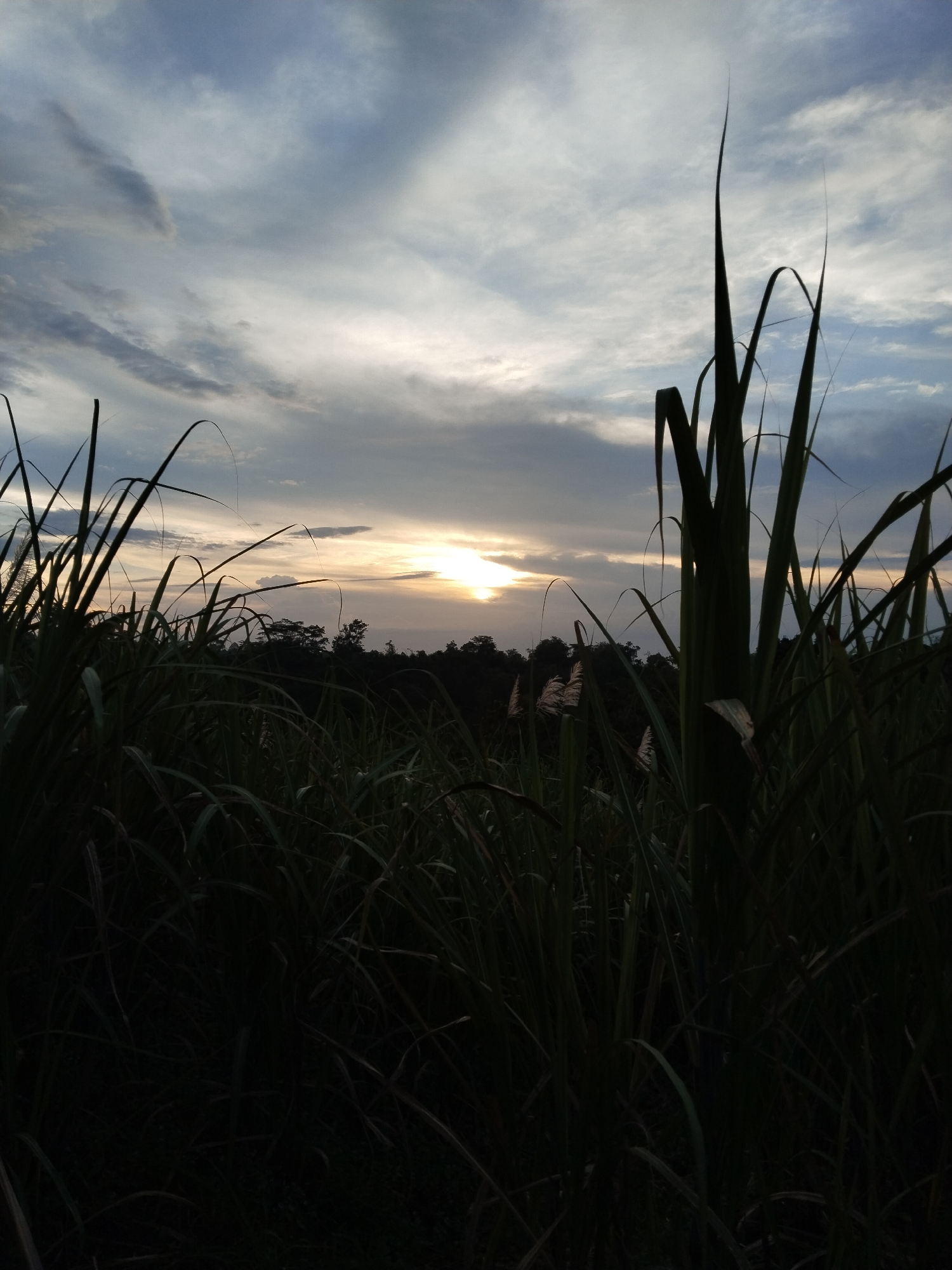 The image depicts a scene at sunset, dominated by tall grass in the foreground. The grass is primarily in shadow, making details difficult to discern. A horizon line is visible behind the grass, featuring silhouetted trees or vegetation. The sky is filled with clouds, with the sun positioned near the horizon, creating a bright glow. The location is Unknown, Unknown.