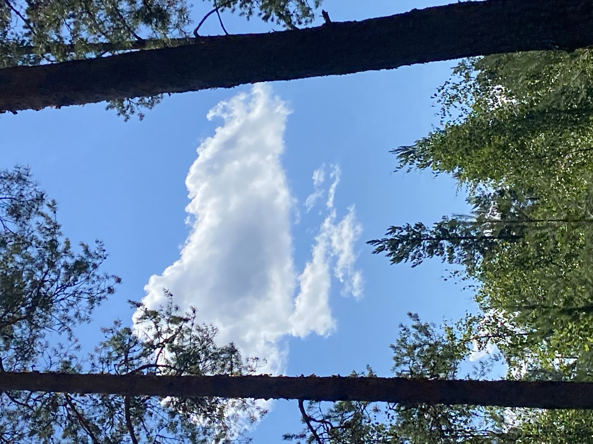 The image shows a view of the sky through pine trees in Leipyasuo, Russia. The sky is bright blue with scattered white clouds. The foreground is dominated by the dark trunks and branches of two large pine trees on either side, framing a view of the sky and a dense forest canopy below. The forest consists of various green trees and foliage. The scene appears to be taken on a clear, sunny day. There are no people or animals visible in the image.