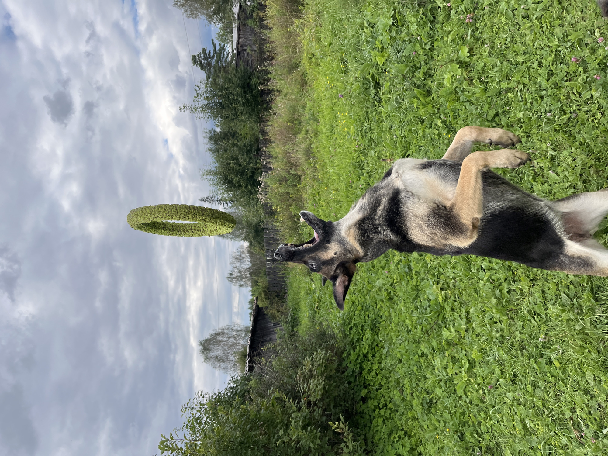 A German Shepherd dog is captured mid-air, leaping to catch a circular, green object in a grassy, outdoor setting. The dog is facing upwards, mouth open, with its front paws extended. The background features a mix of lush green grass, trees, a wooden fence, and a dilapidated wooden structure under a cloudy sky. The scene appears to be in a rural or semi-rural area, consistent with the outskirts of Nizhny Tagil, Russia, where such open spaces and older structures are common. The lighting suggests it is daytime.