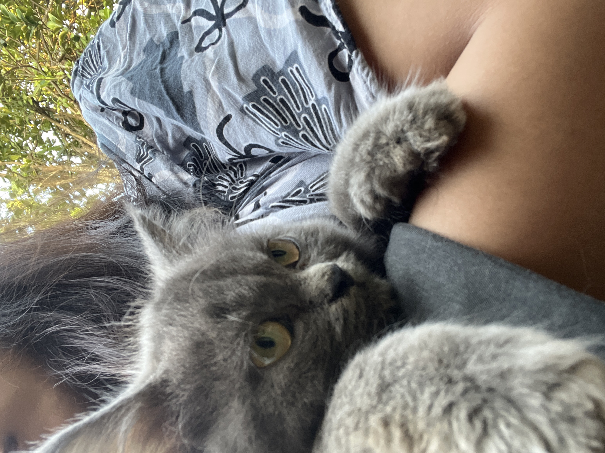 A close-up shot captures a grey Persian cat being held by a person whose shoulder and lap are visible. The cat's face is the primary focus, with its large, yellow-green eyes looking to the right. The cat's fur appears soft and fluffy, with prominent ear tufts. The person is wearing a grey fabric with a black floral pattern. The background suggests an outdoor setting with foliage and dappled sunlight. The scene is likely taking place in Glagah Kulon, Indonesia, judging by the context.