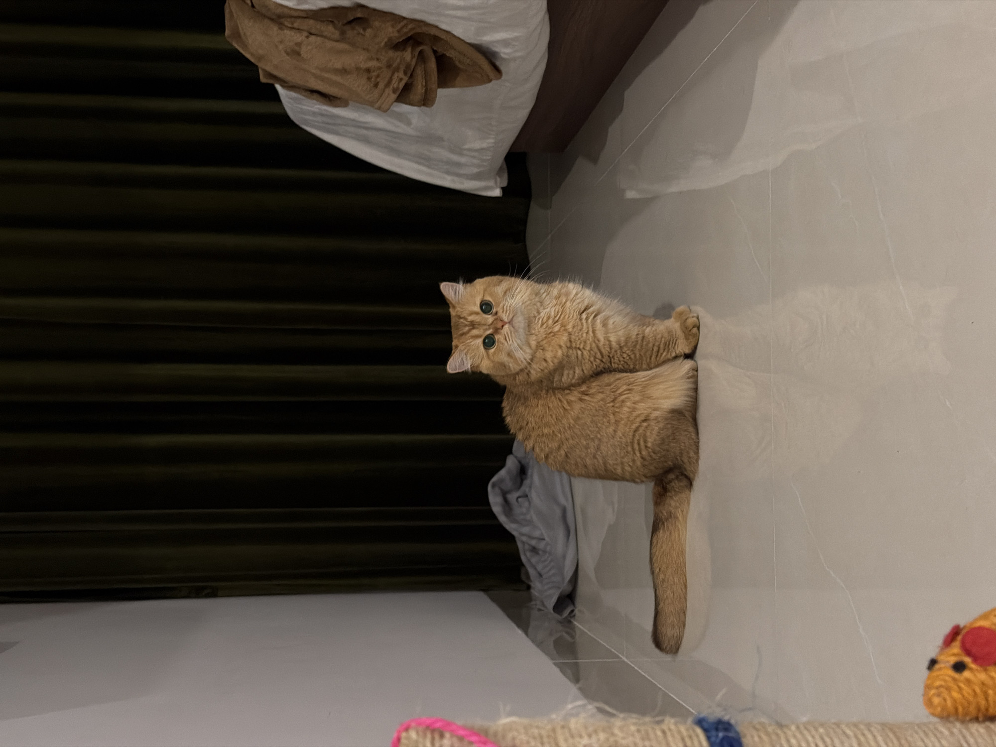A golden cat with green eyes is sitting on a tiled floor in what appears to be a bedroom. The cat is facing the camera and is the primary subject. To the left of the cat, a scratching post with pink and blue accents is partially visible. Behind the cat, dark green curtains hang, and to the right, the edge of a bed with white sheets and a brown blanket is visible. A gray blanket is also lying on the floor behind the cat, to the left of the curtains. The lighting suggests it is evening or the room is dimly lit. The scene is indoors, likely in a residential setting. The image does not contain any information that can be used to determine its location in Đà Nẵng, Vietnam.