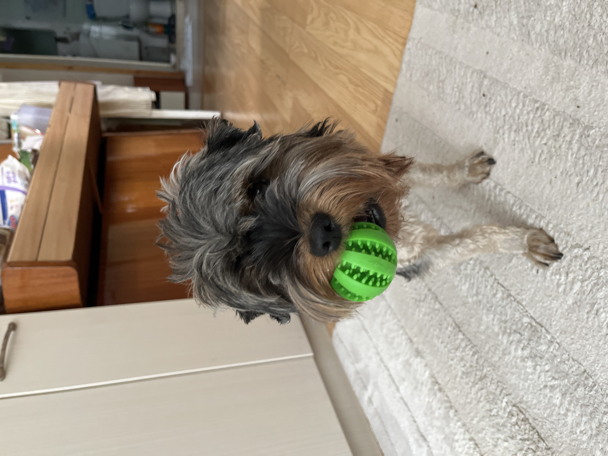 A medium shot photograph captures a small terrier dog, likely a Yorkshire Terrier, standing on a white rug indoors. The dog has dark grey and tan fur, with a shaggy texture around its face. It is holding a bright green, textured ball toy in its mouth. The dog's gaze is directed forward, towards the camera. In the background, a wooden cabinet with a lighter wood top is visible, along with a doorway leading to another room that appears to be a bathroom. The flooring in the background is light-colored wood. The scene is an indoor residential setting. The image was taken in a home in Dobrich, Bulgaria.