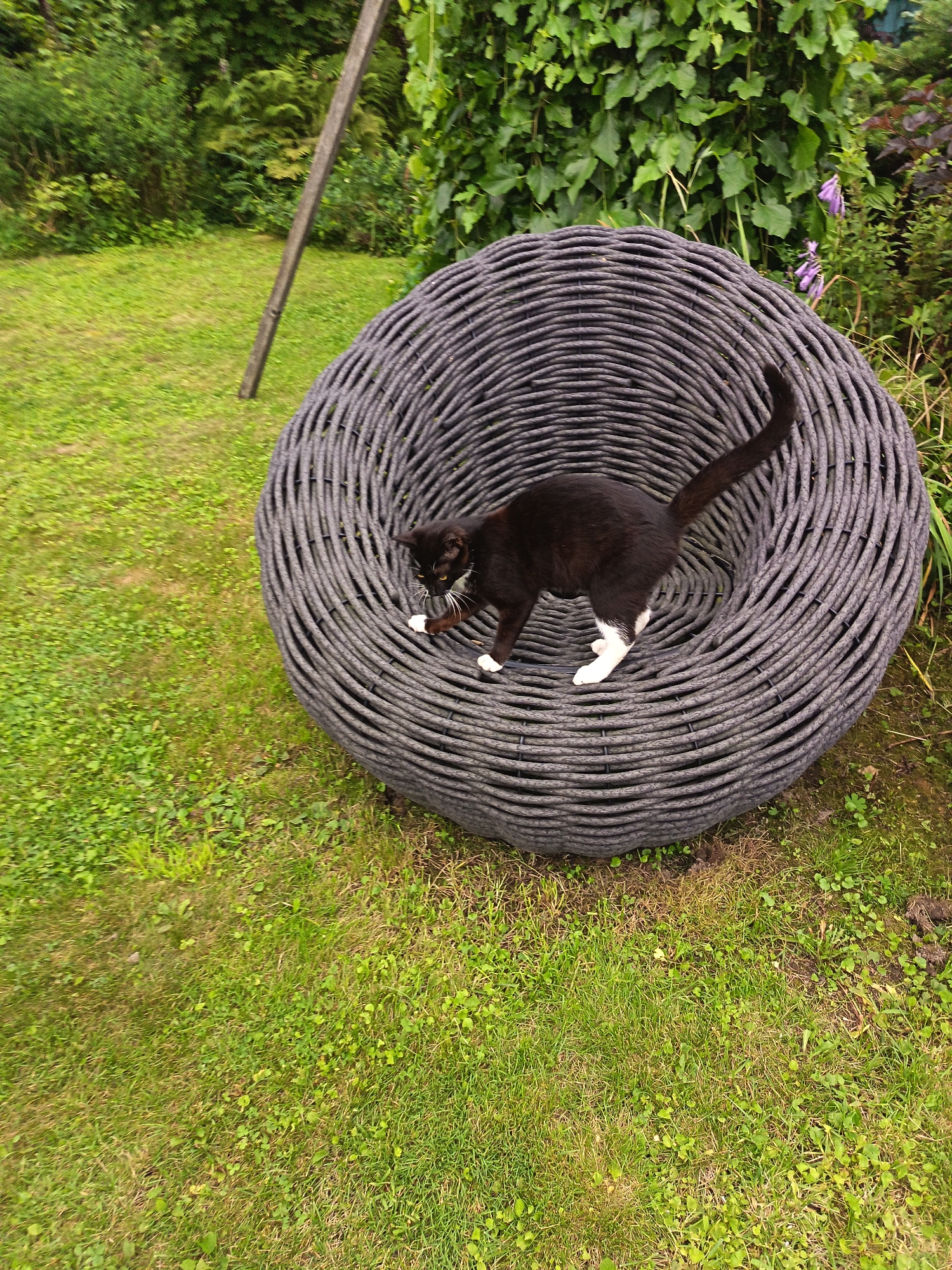 A black and white cat is walking through a large, dark gray, woven, circular outdoor chair. The chair is placed on a grassy lawn. In the background, there are green trees and bushes, with some purple flowers visible on the right side. A wooden post is leaning diagonally on the left side of the image. The scene appears to be in a garden or backyard setting.