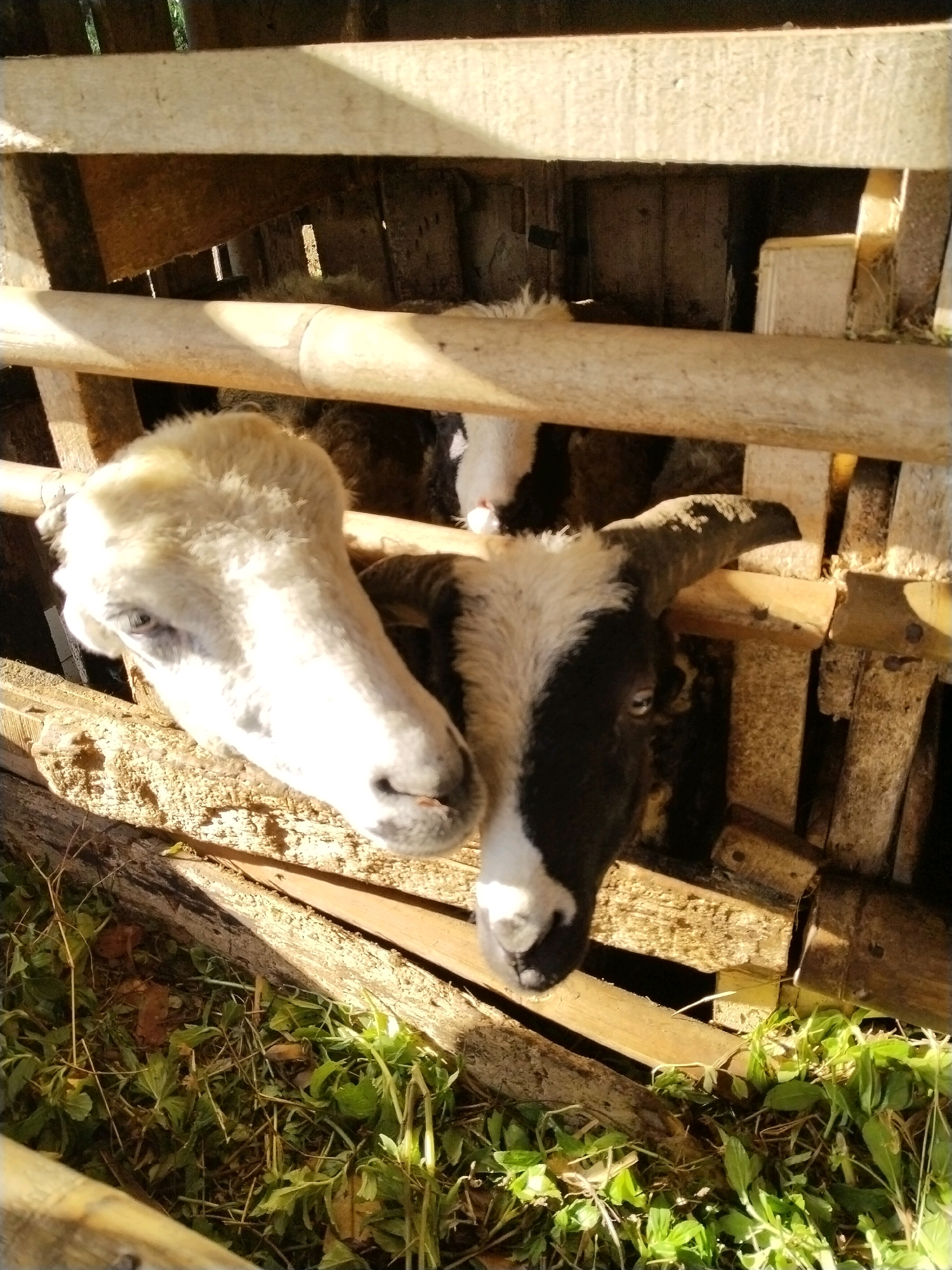 Two sheep are in a wooden pen. The sheep on the left has white wool and a white face with light blue eyes. The sheep on the right has black and white markings on its face, with black ears and horns. The pen is constructed from rough wooden planks, some of which appear weathered and aged. Sunlight filters through the gaps in the wood, casting shadows on the sheep and the ground, which is covered with dry grass and green foliage. The environment suggests a rural setting, possibly a farm or livestock enclosure in Desa Cidugalen, Indonesia.