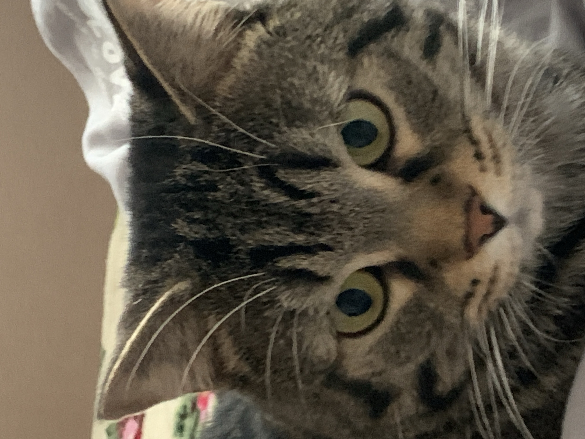 A close-up shot of a tabby cat's face at an angle. The cat has gray and brown stripes and green eyes. White whiskers are visible. Part of a white shirt or other white fabric is in the background, along with another object with floral pattern. The location is not discernible in the provided image. There are no observable subjects or actions beyond the cat being photographed.