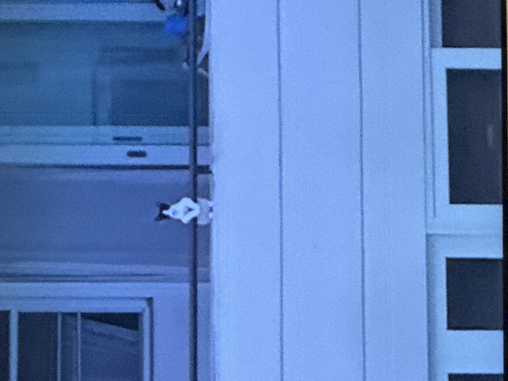 This media file shows a portion of a building's exterior. The primary subject is a black and white cat, positioned vertically on a dark, vertical pipe or support beam. The cat appears to be clinging to the pipe, with its body turned sideways. Its face is visible, with dark ears and a white muzzle or face marking.
The background consists of sections of the building, rendered in varying shades of blue and gray due to lighting and image quality. To the left of the cat, there's a large window or glass panel, reflecting a bluish light and revealing internal structures that appear to be some kind of shelving or room divisions. To the right of the cat, a section of the building features a pale blue, vertical siding or wall. Further to the right, there's a darker, recessed architectural element, possibly a window frame or door. The overall lighting suggests it could be daytime, but the cool tones and lack of direct sunlight make it difficult to determine the exact time of day. The weather is not discernible. The image's composition focuses on the cat and its immediate surroundings, providing no broader context of the location or any specific event. There is no visible text in the media file.