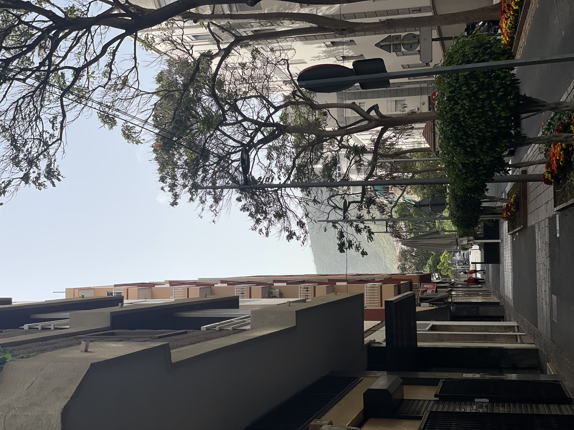 The image shows a street scene in Santa Cruz De Tenerife, Spain. The view is from a low angle, looking down a narrow sidewalk towards a row of storefronts in the distance. The sidewalk is lined with trees and planters, and traffic signs are visible along the street. On the left side, the angular facades of buildings are visible. Two people, dressed in red tops, are walking in the distance. A partial view of the hillside is seen between buildings. The sky is partially visible through the branches of the trees.