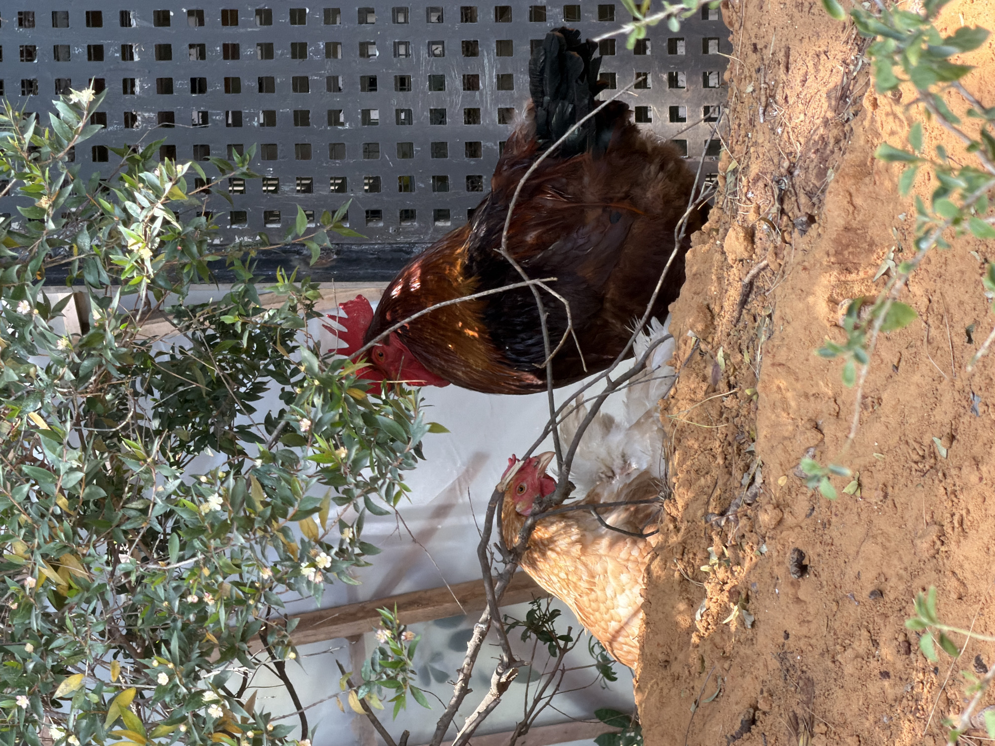 This media file captures a vibrant outdoor scene featuring poultry, dense foliage, and earthen elements, presented in a portrait orientation (rotated 90 degrees clockwise).
In the upper central portion of the image, a large rooster is prominently featured. It has rich dark brown and black feathers, a striking red comb, and a red wattle. Its head is turned towards the lower left, suggesting it might be foraging or observing its surroundings within the dense green bush. Directly below the rooster, towards the lower right, a light brown or tan hen with a red comb is visible. Her head is also turned towards the left, partially framed by thin, dry branches.
The left and central parts of the image are dominated by a lush green bush adorned with small, delicate white flowers. Several slender branches, some green and some dry brown, crisscross the frame. To the right of the animals and plants, a significant reddish-brown dirt or earth bank is visible, suggesting a raised or sloped natural surface.
In the background, behind the rooster and the foliage, there is a dark gray or black lattice-like structure composed of numerous square openings. Through and below this lattice, a lighter, possibly white or off-white wall or surface can be discerned.
The scene is illuminated by natural daylight, creating bright highlights on the birds' feathers and the foliage, and casting subtle shadows. The animals appear calm and engaged in typical chicken behavior. No visible text is present in the image.