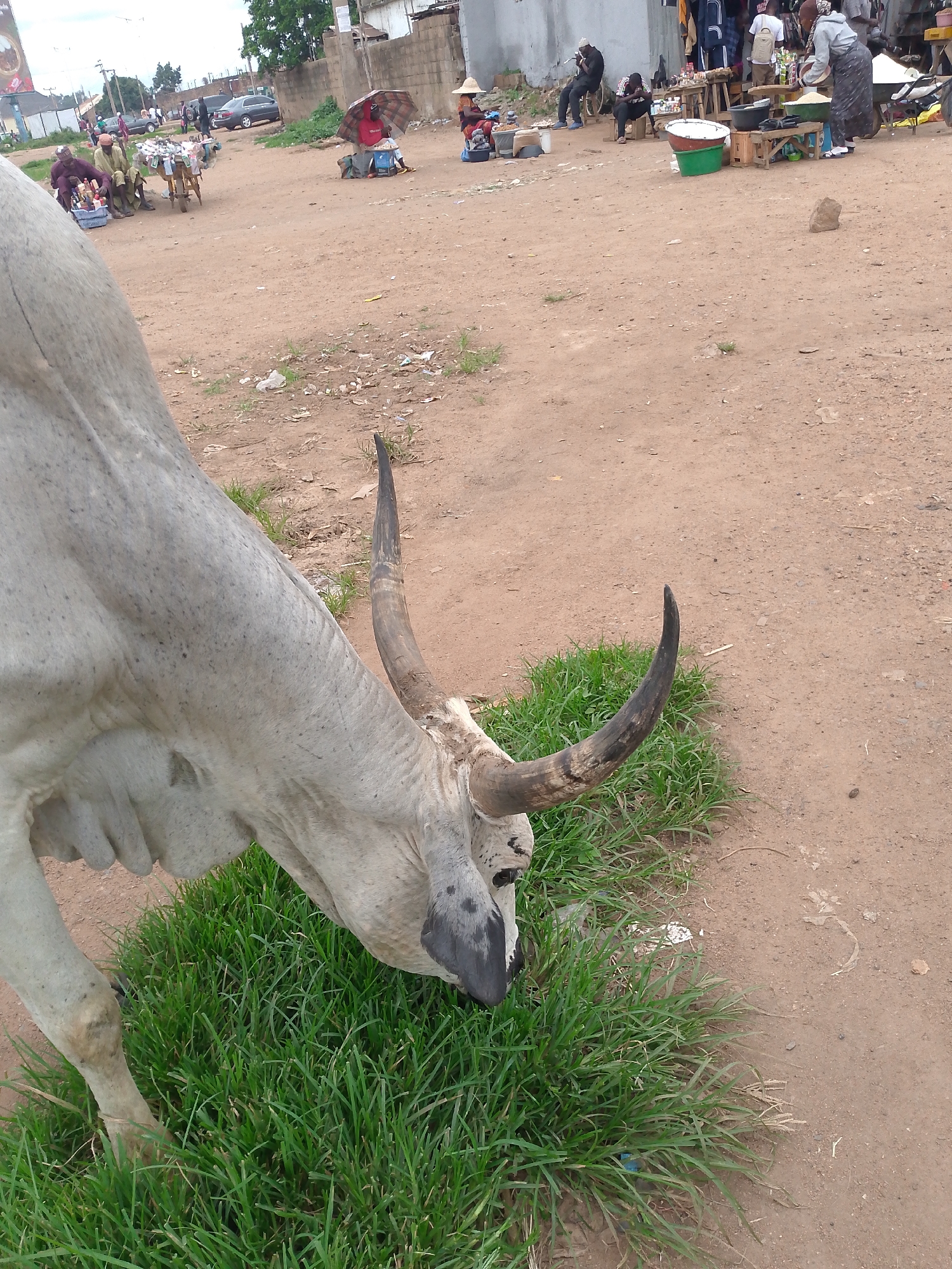 The image depicts an outdoor scene in Bukuru, Nigeria, with a large, light-colored cow in the foreground consuming grass. The cow is positioned to the left of the frame, with its head lowered and a portion of its body visible. Its horns are prominent, one curved and dark, the other shorter and lighter. The ground is a mixture of dirt and patches of green grass.
In the background, several people are present, engaged in various activities, likely at a market. To the left, a cart laden with goods is visible, with two individuals seated nearby. Further back, more stalls and people can be seen. The environment appears to be an urban or semi-urban area, with buildings and other structures in the distance. The overall atmosphere suggests a bustling, open-air marketplace.