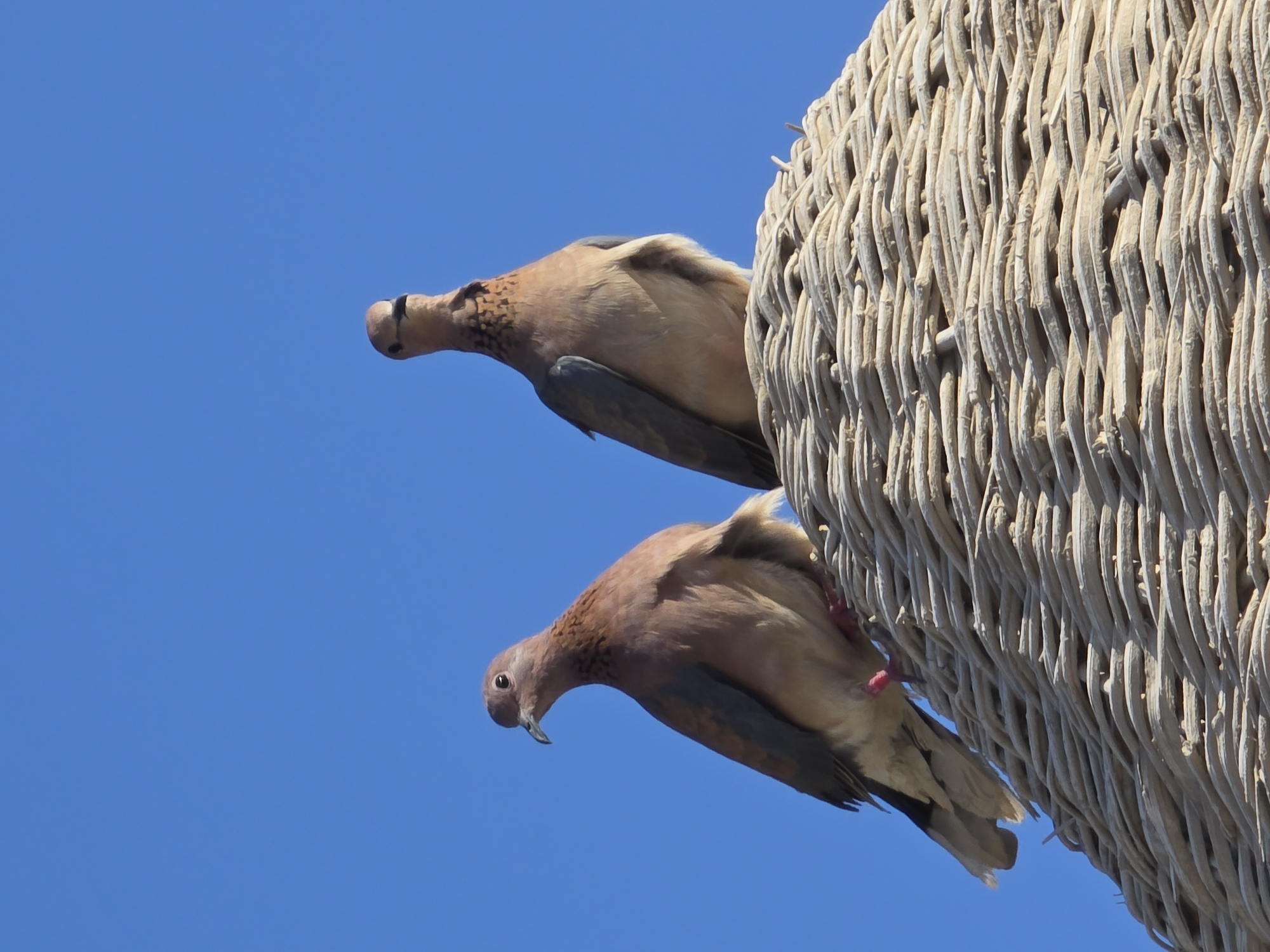 Two brown pigeons are perched on a thatched roof under a clear blue sky. The pigeon on the left is facing to the left, while the pigeon on the right is facing forward. Both pigeons appear to be looking in the same direction. The thatched roof is made of woven reeds or straw and is forming a dome shape. The image was taken in Al Hadaba, Egypt.