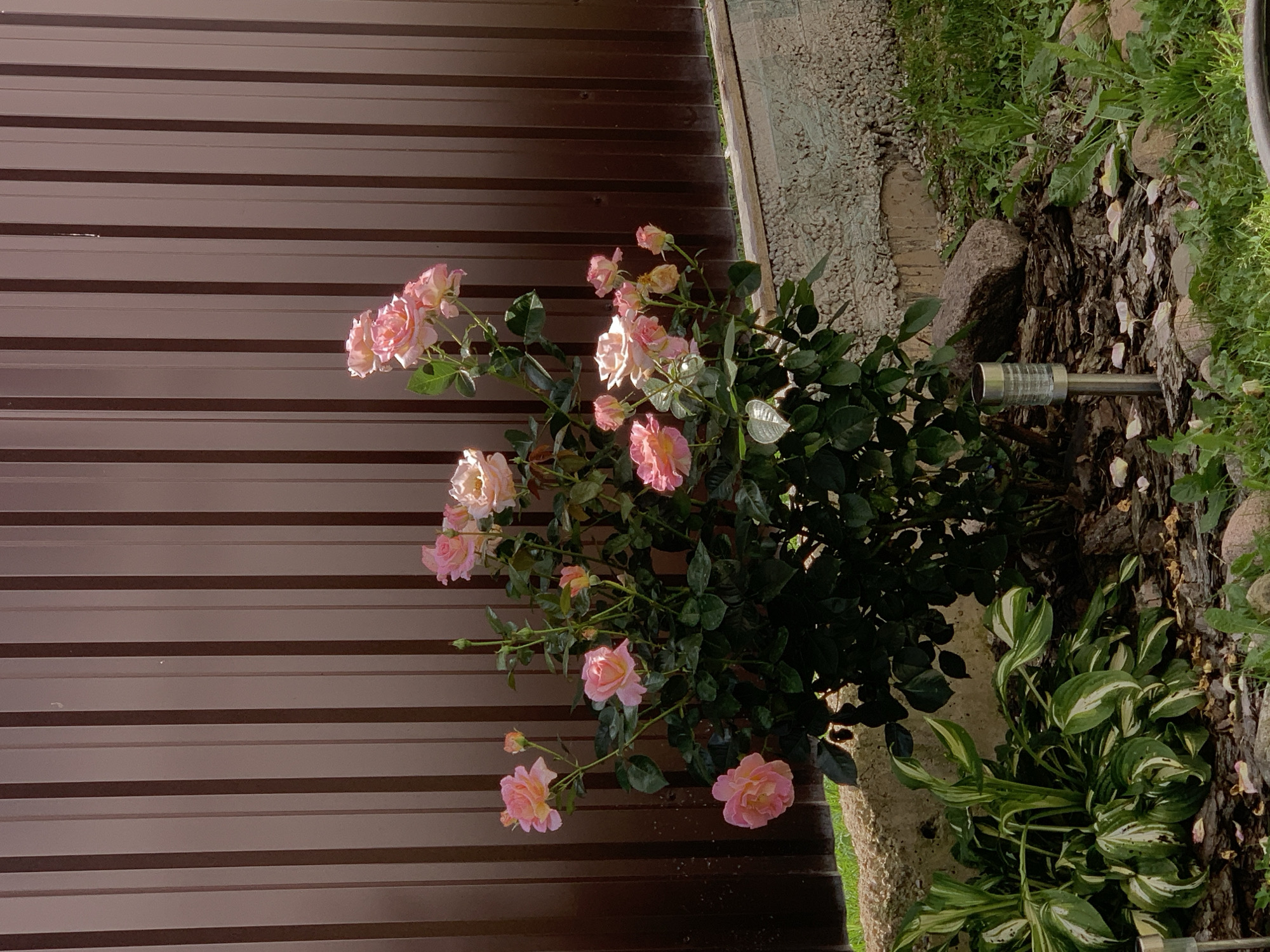 This is a medium shot, eye-level, outdoor photograph of a rose bush in bloom, situated against a brown corrugated metal fence. The rose bush has several pink and light peach-colored roses, some fully bloomed and others as buds. The leaves are a dark green. In the foreground, to the left of the rose bush, there is a cluster of hosta plants with variegated green and white leaves. The ground is covered with mulch, bark chips, and scattered rose petals, with a few rocks interspersed. A silver solar-powered garden light is visible near the base of the rose bush. To the right and bottom of the frame, there is green grass and more scattered rocks. The background is dominated by the vertical lines of the brown metal fence. The scene depicts a garden area, likely a residential backyard. The image is a still photograph, with no discernible people, actions, or interactions. The lighting suggests it is daytime, with sunlight casting shadows. The presence of a hosta plant and the style of the fence are common in suburban or urban garden settings. The specific location of this scene is in the city of Minsk, Belarus.